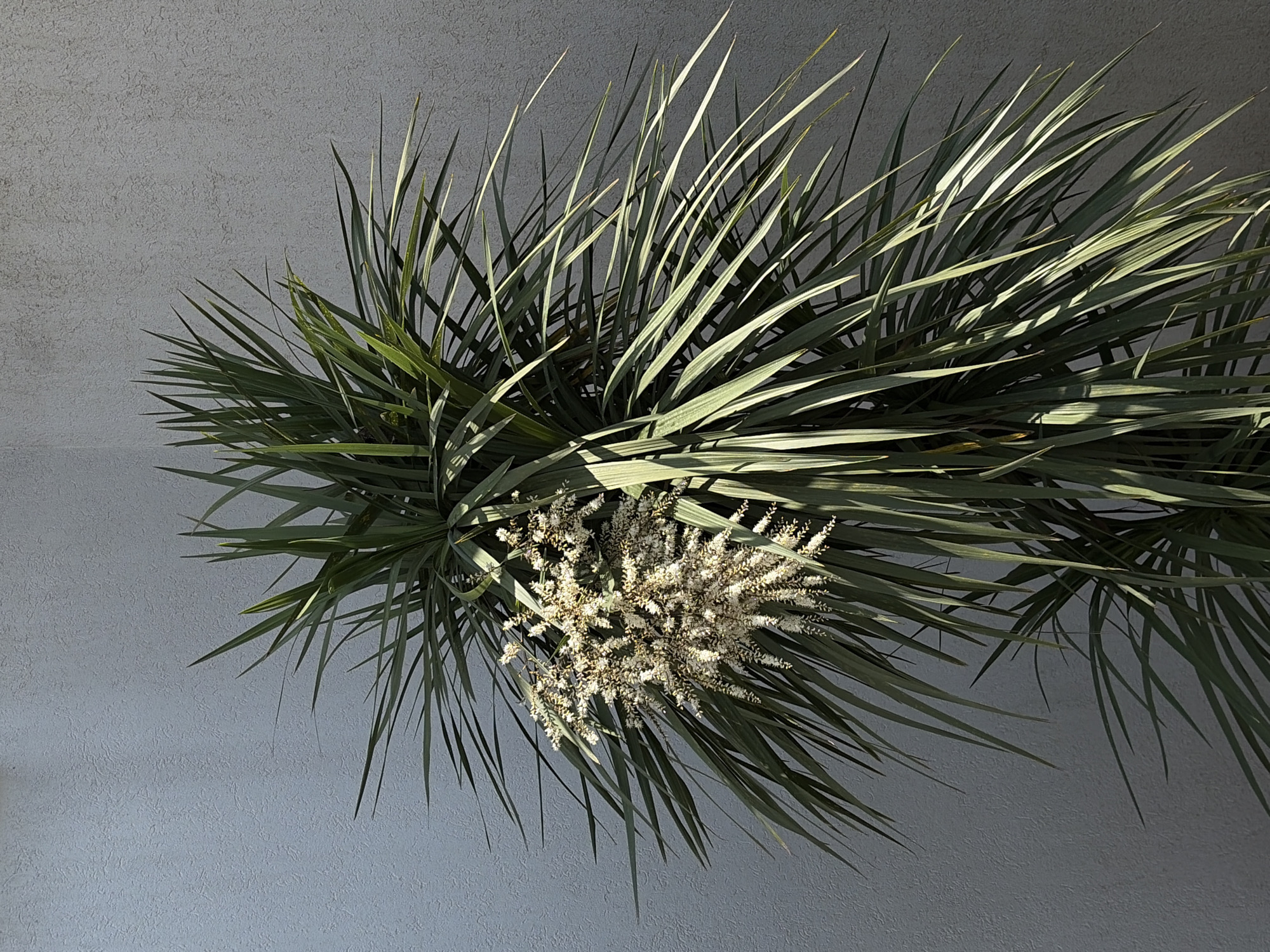 The image displays a plant featuring numerous long, narrow, and spiky green leaves, along with a prominent cluster of small, white or cream-colored flowers. The plant is positioned diagonally across the frame, extending from the bottom right towards the top left. It is set against a uniform, light grey, textured background that appears to be a wall or ceiling.
Bright sunlight illuminates the scene, casting distinct, elongated shadows of the leaves onto the textured surface, indicating a clear, sunny day, likely mid-morning or afternoon. The light source appears to be from the upper left, causing shadows to fall towards the lower right.
The leaves vary in shade from lighter green in sunlit areas to darker, bluish-green in shadow. They are stiff and pointed, fanning out in multiple directions. The flowers are small, densely packed, and form several fluffy, elongated inflorescences located near the center of the plant. The background surface has a rough, granular texture, consistent with stucco or rough-cast concrete.
No people or activities are visible. There is no visible text. The overall scene is a botanical study, highlighting the plant's structure and the interplay of light and shadow on its leaves and the textured background.