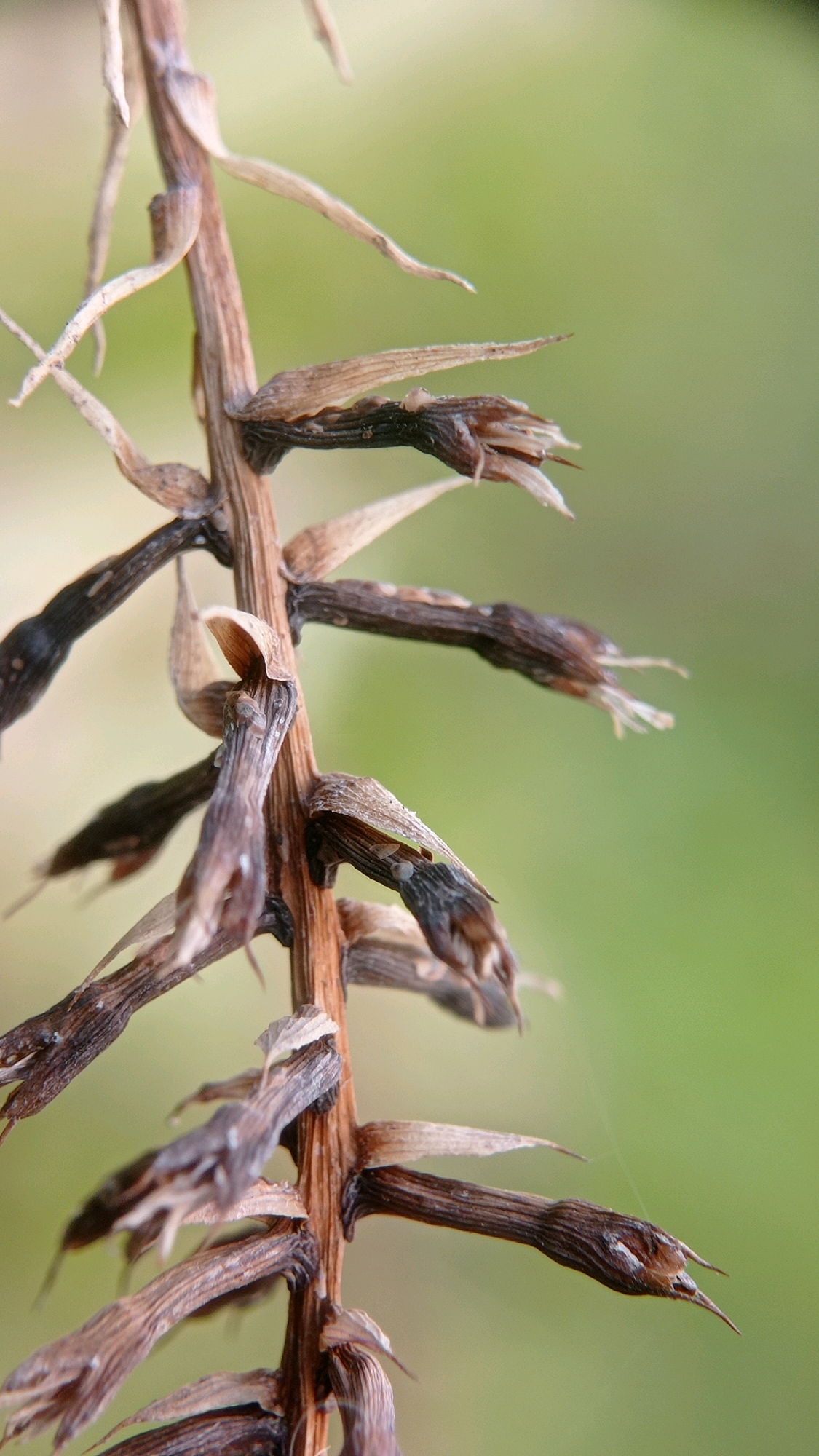 The image shows a close-up of a dry, brown plant stem with withered leaf-like structures. The stem has a rough texture and appears to be segmented. These structures are arranged in a spiral pattern along the stem, with some appearing to have sharp, pointed ends. The background is a soft, out-of-focus green, suggesting an outdoor environment. The lighting is soft and diffused, creating subtle shadows. There are no people or animals visible in the image, and no indication of a specific location within Batu, Indonesia, beyond the general natural setting. The focus is entirely on the detailed textures and forms of the plant.