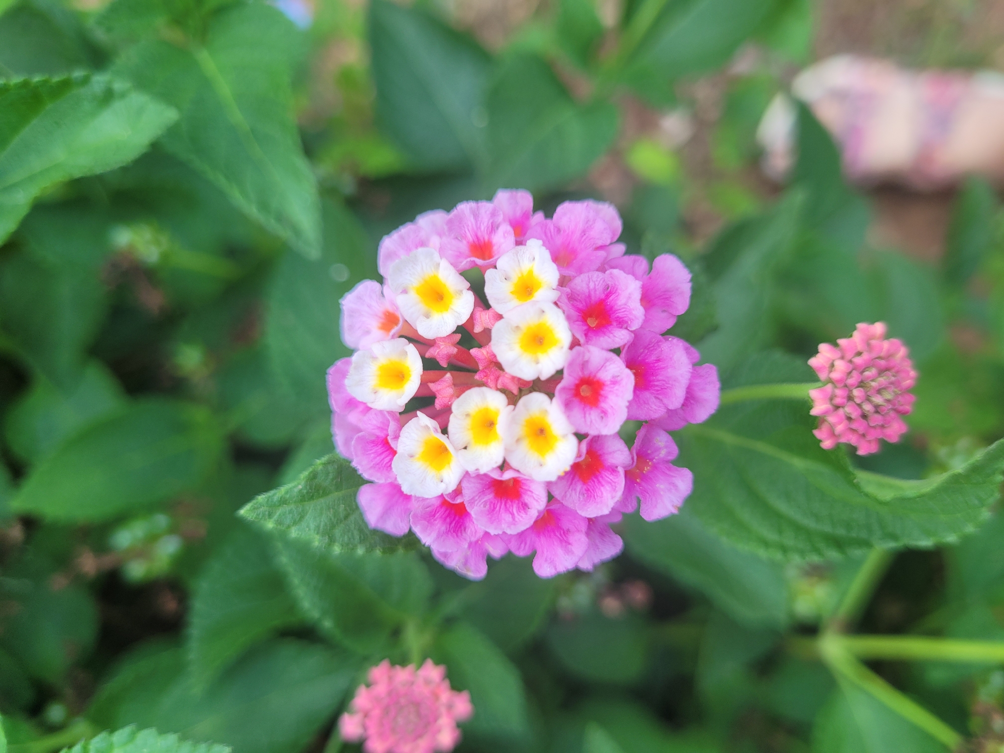 A close-up, eye-level, vertical shot captures a cluster of Lantana flowers in Trachoni, Cyprus. The primary subject is a vibrant pink and white Lantana bloom with yellow centers, positioned centrally. Surrounding it are the characteristic green leaves of the plant. To the left, another pink Lantana bloom is visible, out of focus. A smaller, tightly packed cluster of pink buds hangs below the main bloom on the right side. The background consists of lush green foliage, slightly blurred, suggesting a natural outdoor setting. A blurry, floral-patterned sandal is visible in the lower right corner of the frame. The lighting is soft and diffused, highlighting the delicate textures of the petals.