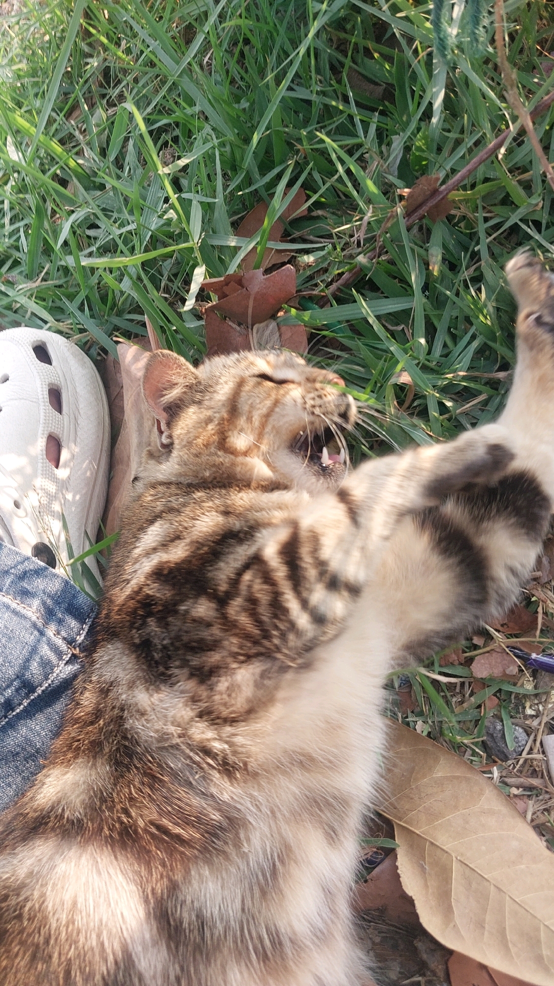 A tabby cat is lying on its back with its eyes closed and mouth open, seemingly in mid-yawn, surrounded by green grass and fallen brown leaves. A white sandal and a portion of blue jeans are visible to the left of the cat. The scene appears to be outdoors, in the city of Bojonghaleuang, Indonesia.