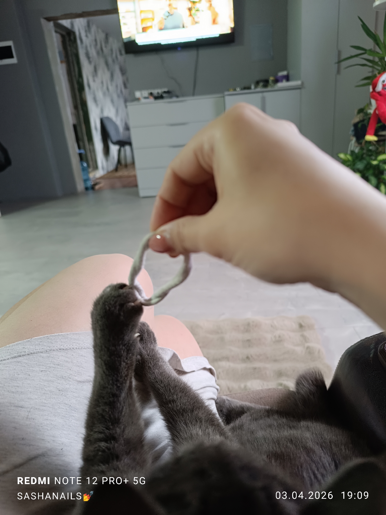 A close-up indoor shot shows a person holding a light-colored, looped string or cord above a grey cat. The cat's paw is visible, appearing to reach for the string. The person's leg is also visible. In the background, there's a television playing, furniture, and a plant with a red decorative object. The image also contains a date and time stamp: "03.04.2026 19:09," and camera information: "REDMI NOTE 12 PRO+ 5G Sashanails." The location is assumed to be Chaikovsky, Russia, based on the user's prompt.