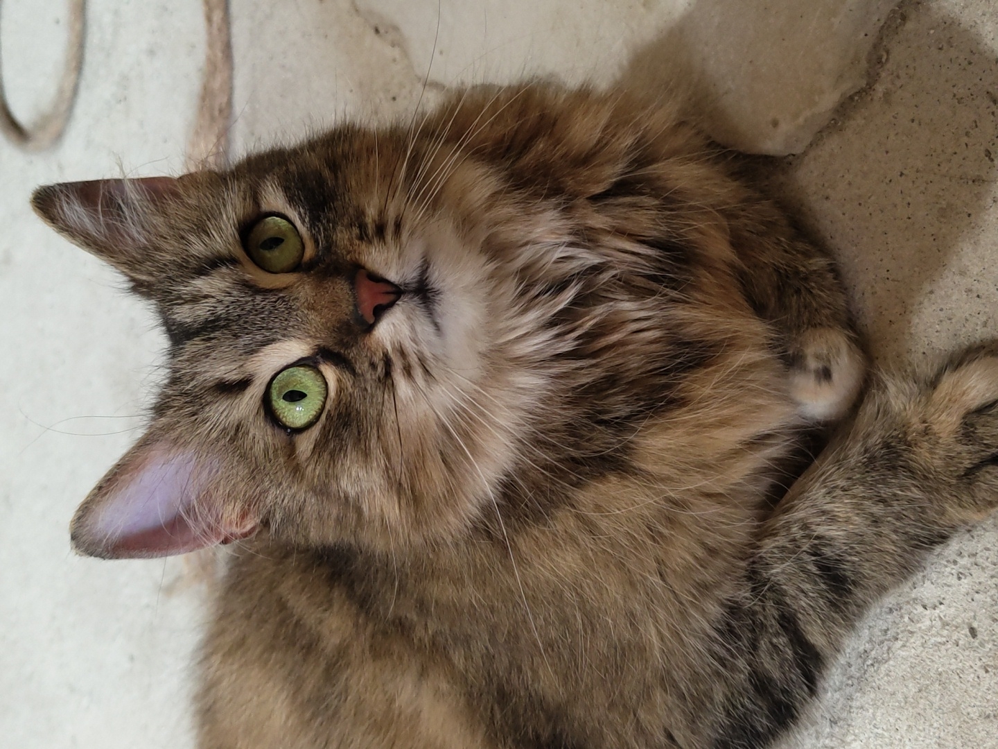 A close-up, eye-level shot focuses on a brown tabby cat with bright green eyes, looking upwards with a slightly tilted head. The cat has long, fluffy fur with darker brown and black stripes. Its ears are pointed and slightly perked, with a visible light purple hue on the inside of the left ear. The cat is lying down on a concrete or stone-like surface, with its paws tucked underneath its body. A small section of one paw is visible, showing a light pink paw pad with dark spots. In the background, out of focus, is a rough, circular rope and another stone-like object. The lighting suggests an indoor or shaded outdoor environment.