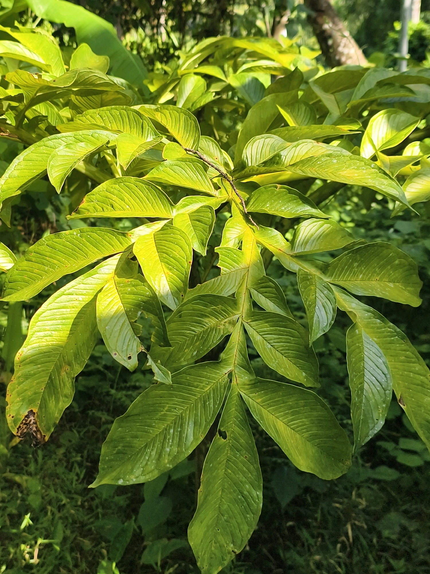 The image is a close-up, eye-level shot of large, vibrant green leaves, likely from a plant such as Amorphophallus paeoniifolius (Elephant foot yam). The leaves are broad and have prominent parallel veins running lengthwise. Sunlight filters through the foliage, creating highlights and shadows, and emphasizing the texture and sheen of the leaves, some of which appear slightly wet. The background consists of more lush green vegetation, indicative of a tropical or subtropical environment. The overall impression is one of dense, healthy plant life in a natural setting. While the image is highly detailed, it does not contain any identifiable landmarks that would specifically place it in Vellangallur, India, nor does it depict any people, actions, or interactions. The scene is purely botanical.
