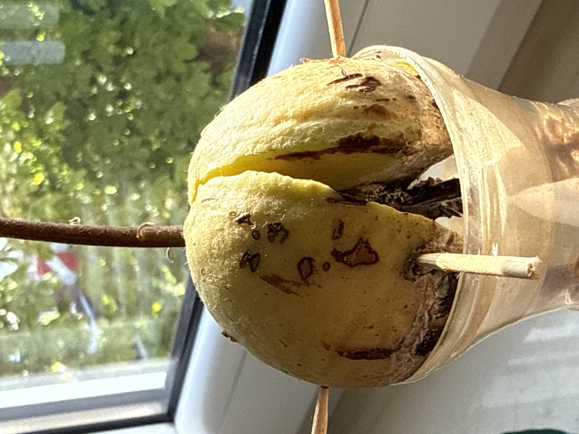 An avocado pit is suspended in a clear glass by toothpicks, with the bottom half submerged in water. The pit has begun to sprout, with a brown stem emerging from the top and a split developing in the pit itself, revealing more of the sprout. Dark brown spots are visible on the surface of the pit. The background shows a window with a view of greenery and sunlight filtering through, suggesting an indoor setting near a window. This scene could be in any city, including Łódź, Poland, where someone might be attempting to grow an avocado plant.