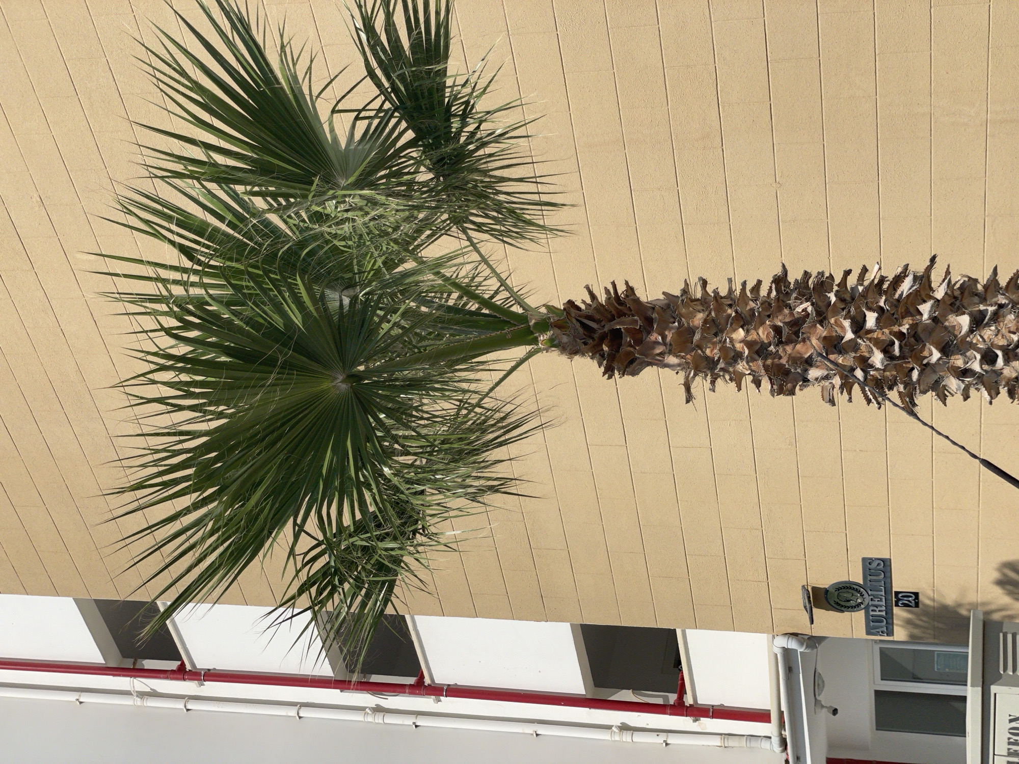A close-up, eye-level shot captures a palm tree in front of a light tan, horizontally lined building. The building has white window frames and red pipes running vertically along a white section on the left side. A sign on the building reads "AURELIUS 20" with a crest. The palm tree's trunk is textured with brown, fibrous bark, and its fronds are a vibrant green, extending towards the top and right of the frame. The overall lighting suggests a sunny day.