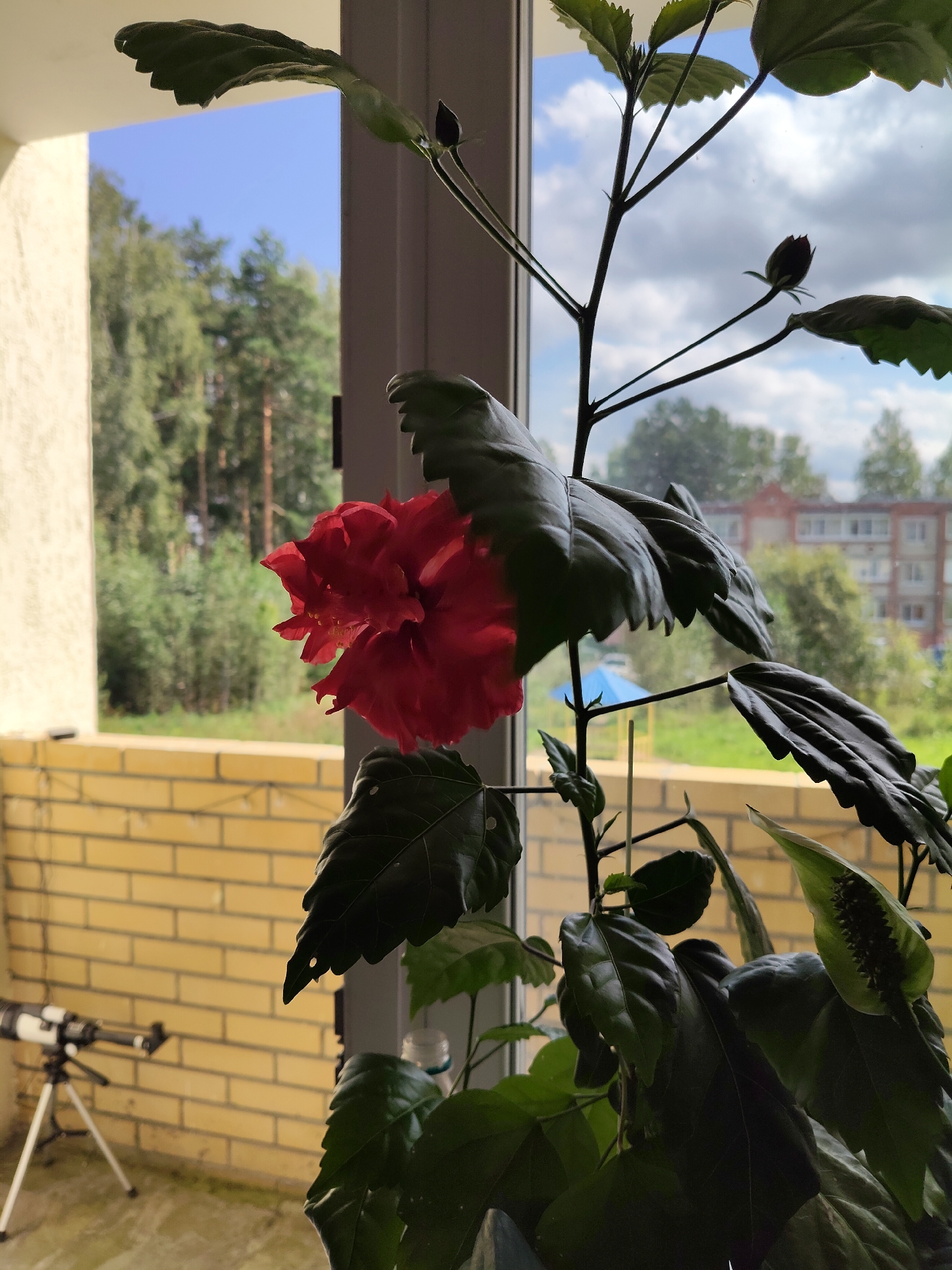 The image shows a close-up of a red hibiscus flower and its dark green leaves in the foreground. Behind the plant, a balcony railing made of yellow brick is visible. Beyond the railing, a landscape with trees and a building under a cloudy sky can be seen. On the balcony floor, a telescope on a tripod is positioned to the left. The scene is likely set in a residential area of Reftinsky, Russia, possibly on a balcony overlooking a green space. There are no people or specific actions depicted in the image. The lighting suggests it is daytime.