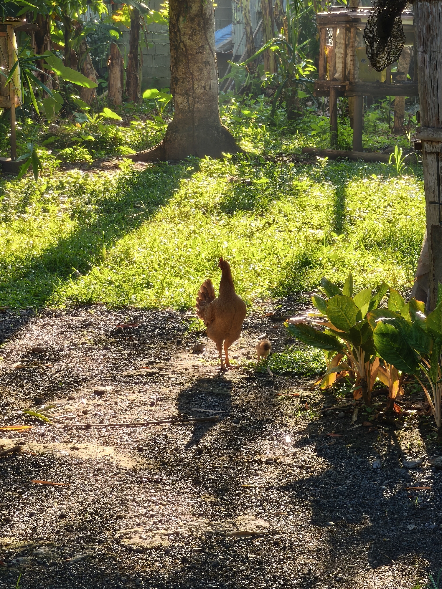 A hen and a chick stand on a gravel and dirt area that transitions into grass, bathed in sunlight. The hen, facing away from the viewer, casts a shadow forward. A small chick is visible next to her. Lush green foliage, including a cluster of leafy plants with yellowed stems, grows to the right of the hen. Behind them, a tree trunk is visible, and further back, more dense vegetation and a wooden structure can be seen. The overall setting suggests a garden or rural area.