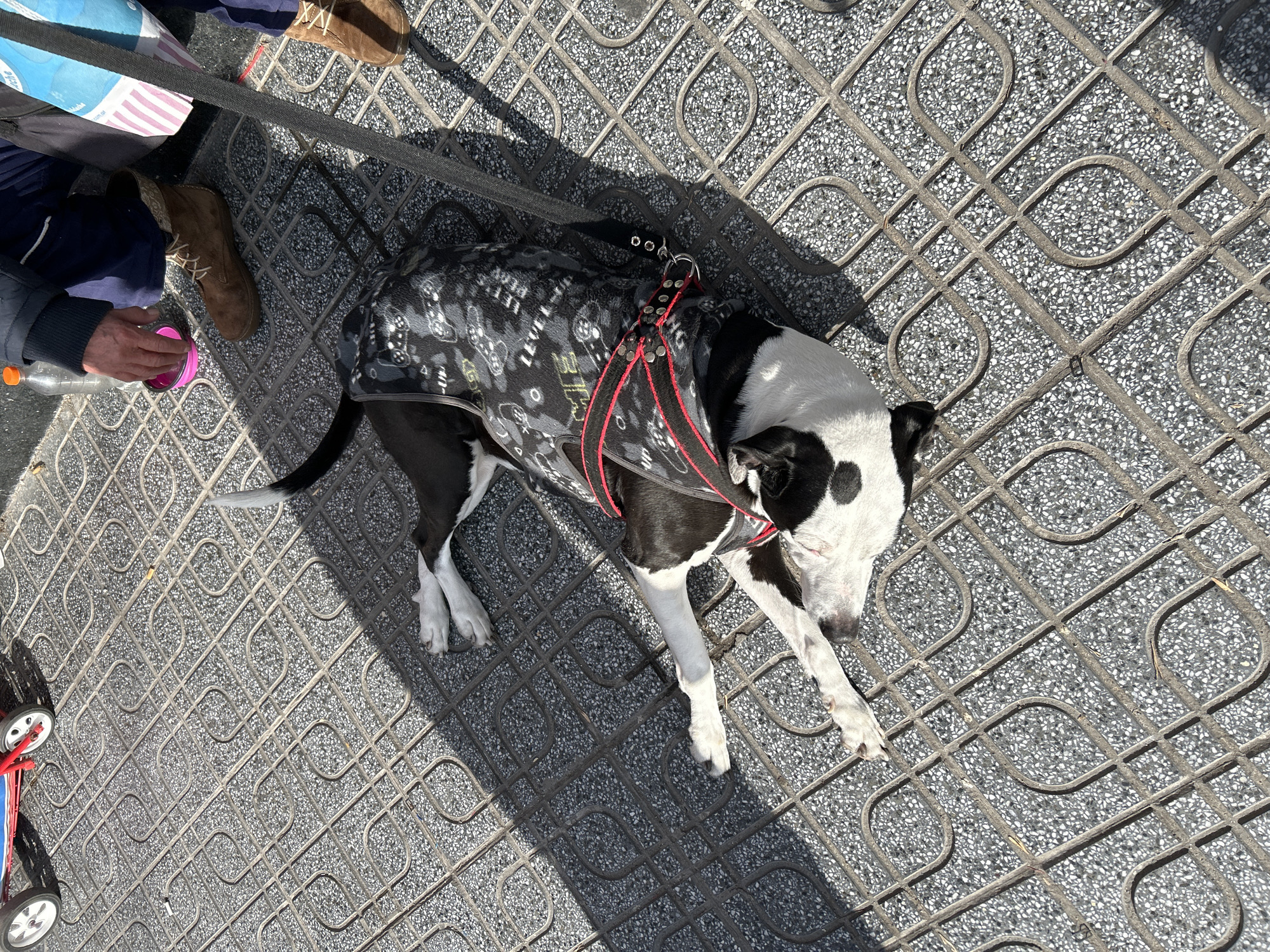 The image shows a black and white dog lying on a patterned sidewalk in Buenos Aires, Argentina. The dog is wearing a harness and appears to be resting. A person's legs and hands are visible in the upper right corner of the image, holding a pink cup and a plastic bottle. There are also a few wheeled toys in the background. The lighting suggests it is a sunny day.