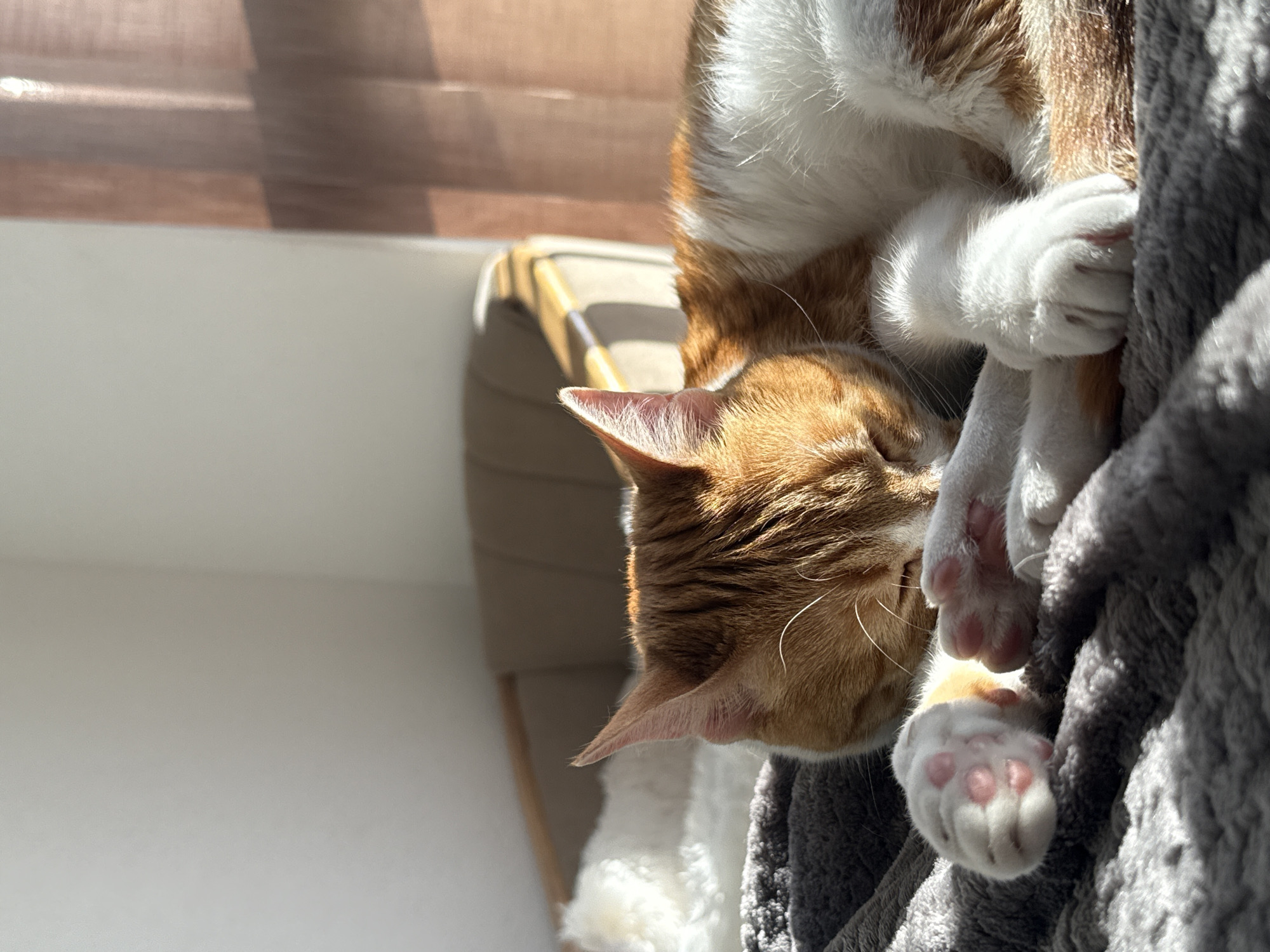 A cat is seen resting on a gray, plush surface, likely a cat tree or bed. The cat is an orange tabby with white markings. The paws are visible, showcasing pink paw pads. The background includes a white wall, a window with blinds casting shadows, and a beige object that could be furniture. The location in Bar, Montenegro, is not discernible from the image.