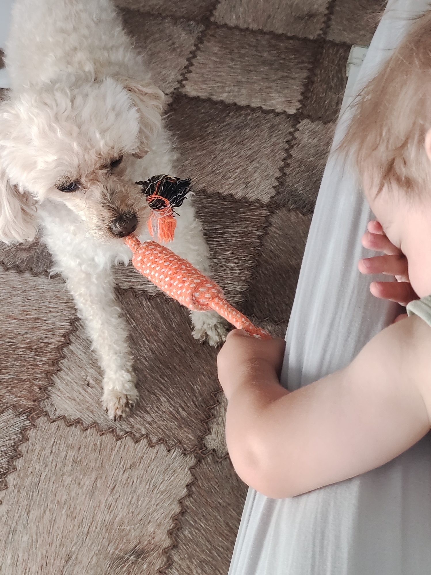 In Chaikovsky, Russia, a white poodle is playing tug-of-war with a toy carrot with a young child. The dog, positioned on a rug made of stitched squares of faux fur, holds one end of the toy in its mouth. The child, on the right side of the image, is facing away from the camera and grasping the other end of the toy, their arm extended towards the dog. The child is wearing a light green garment. The background features a light grey surface, possibly a bed or sofa.