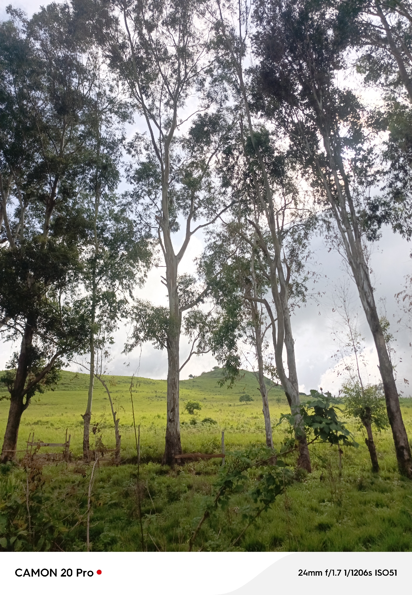 The image depicts a rural landscape with tall eucalyptus trees in the foreground and a grassy hillside in the background. The sky is overcast. The trees are predominantly on the right and center of the frame, with some foliage and branches obscuring parts of the sky. A rustic wooden fence is visible in the lower left quadrant of the image, partially obscured by vegetation. The grassy hillside slopes upwards and recedes into the distance, with scattered trees and undulations. The overall impression is that of a natural, undeveloped environment, likely in the city of Mai Samari, Nigeria. The image has a watermark at the bottom indicating "CAMON 20 Pro" and photographic details "24mm f/1.7 1/1206s ISO51". There are no people or animals visible in the image.