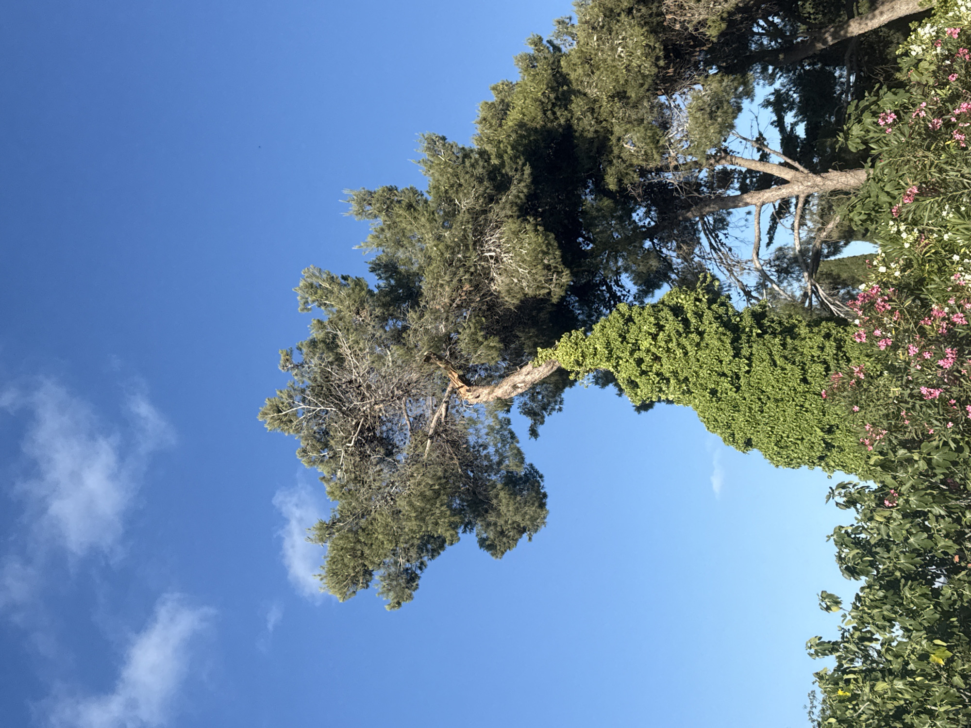 A low-angle shot captures a bright blue sky with a few wispy clouds, a common sight in Kfar Vradim, Israel. The sky is dominated by the branches of a large pine tree, its needles a vibrant green against the blue. The tree is quite old, with a thick trunk that appears weathered and gnarled. One of its large branches curves dramatically downwards, covered in dense, leafy green ivy.
To the right of the pine, another tree with smaller, lighter green leaves is visible, dotted with clusters of small pink flowers, likely oleander given the region. The foliage is lush and appears healthy, suggesting a warm and sunny day, typical for this part of Israel. The overall scene is one of natural beauty, with the bright sunlight highlighting the textures and colors of the vegetation. There is no visible text in the image. The composition creates a sense of looking up into a canopy on a clear day.