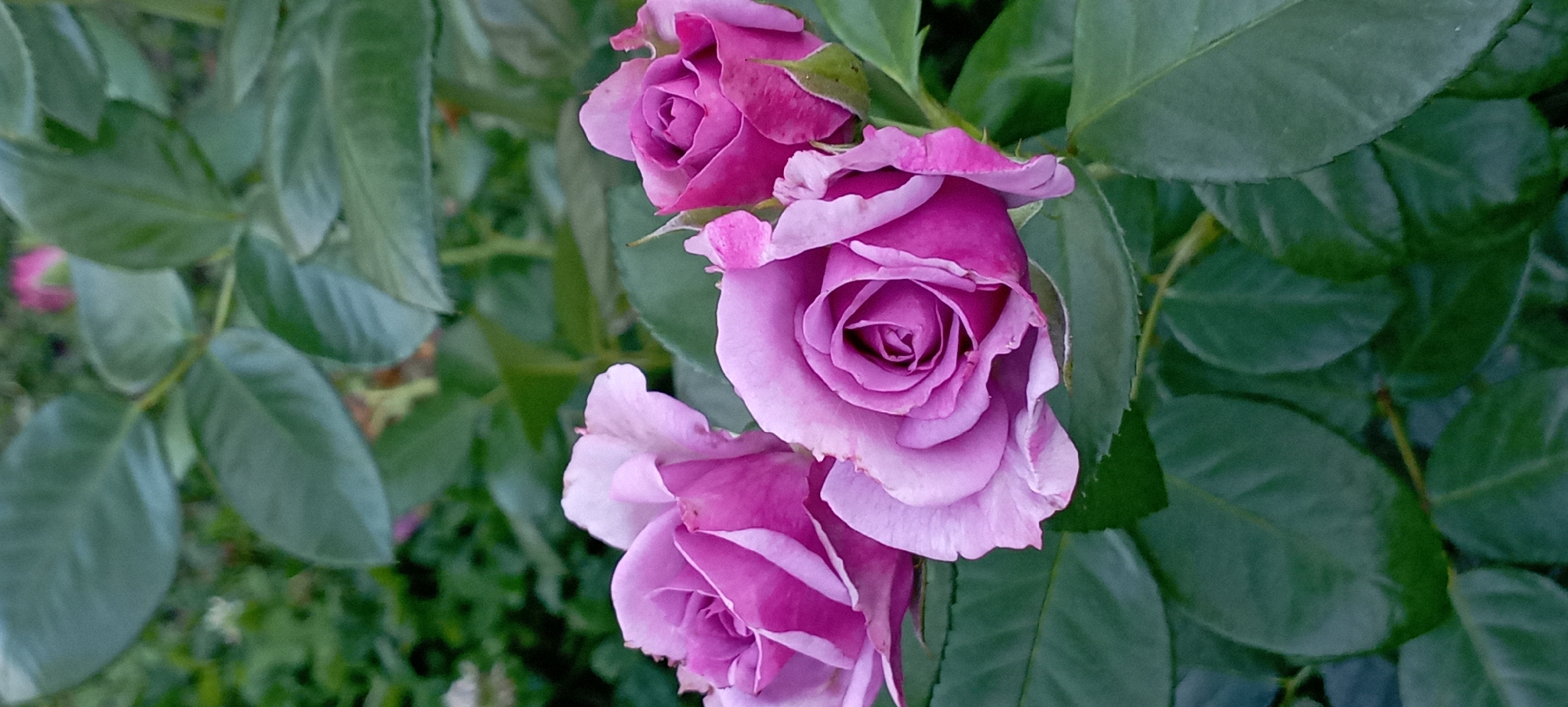 Three purple roses bloom in front of lush green leaves in Radisne, Ukraine. The roses are in various stages of bloom, with one fully open and revealing its intricate petals. The other two are partially closed, hinting at their delicate beauty. The leaves provide a vibrant backdrop, their deep green color contrasting with the soft hues of the roses. The image is a close-up shot, emphasizing the intricate details of the flowers and foliage.