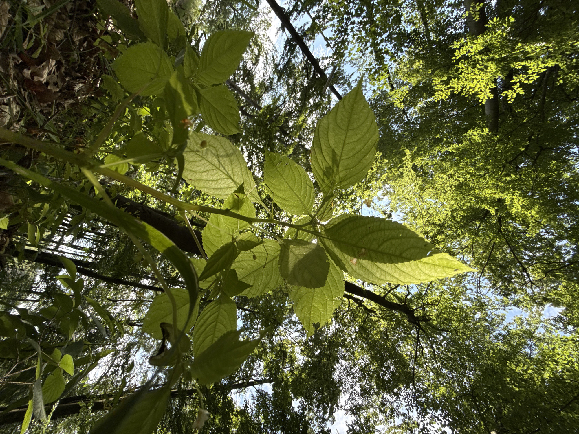 The photograph captures a low-angle view looking up through the dense green canopy of trees in a forest setting. In the foreground, several large, vibrant green leaves are prominent, with some showing translucency from the sunlight filtering through them. These leaves are part of a smaller plant in the foreground, with a visible stem and finer branches. The background is dominated by the intricate patterns of tree branches and leaves, with patches of blue sky visible through the foliage. The overall impression is one of being enveloped by nature, with dappled sunlight illuminating the scene. The image was taken in the public park of Bad Sachsa, Germany, specifically in the Ravensberg recreational area. There are no people or animals visible in the frame.
