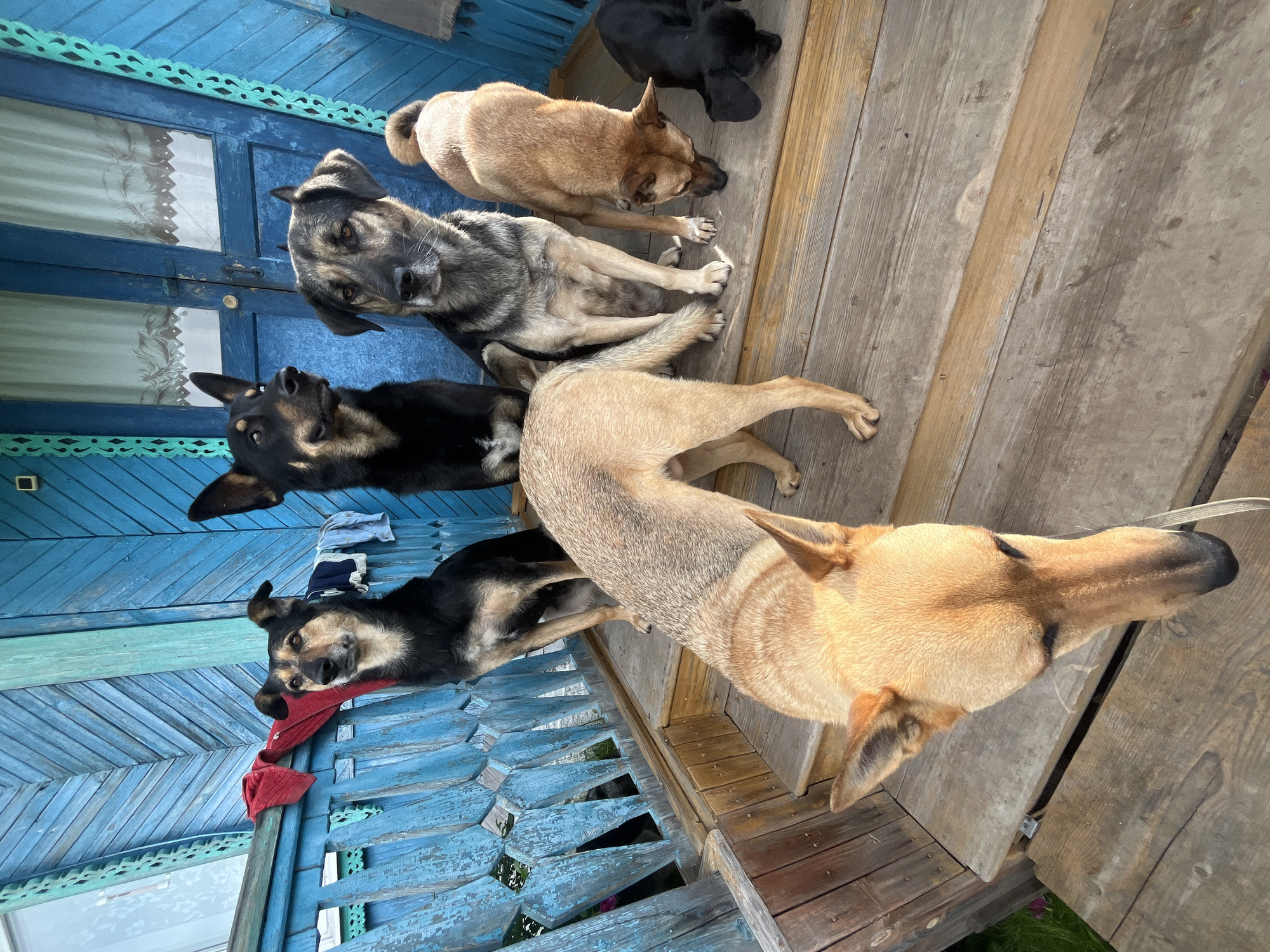 This is a photograph taken outdoors on a wooden porch of a blue wooden house. Six dogs are present on the porch. In the foreground, a light brown dog is looking down, with its head and front body visible. Behind it, a tan dog is standing, facing to the left. To the right of the tan dog, another tan dog is sniffing the wooden planks. Further back, a dark-colored dog is standing. To its left, a black and tan dog is sitting, looking to the left. Finally, to the far right, a black dog is partially visible, also looking down. Red and blue fabrics are draped over the blue wooden railing on the left side of the porch. The overall impression is one of an informal gathering of dogs on a rustic dwelling. The image is not identifiable as being located in Nizhny Tagil, Russia, as there are no specific landmarks or context to indicate this location.