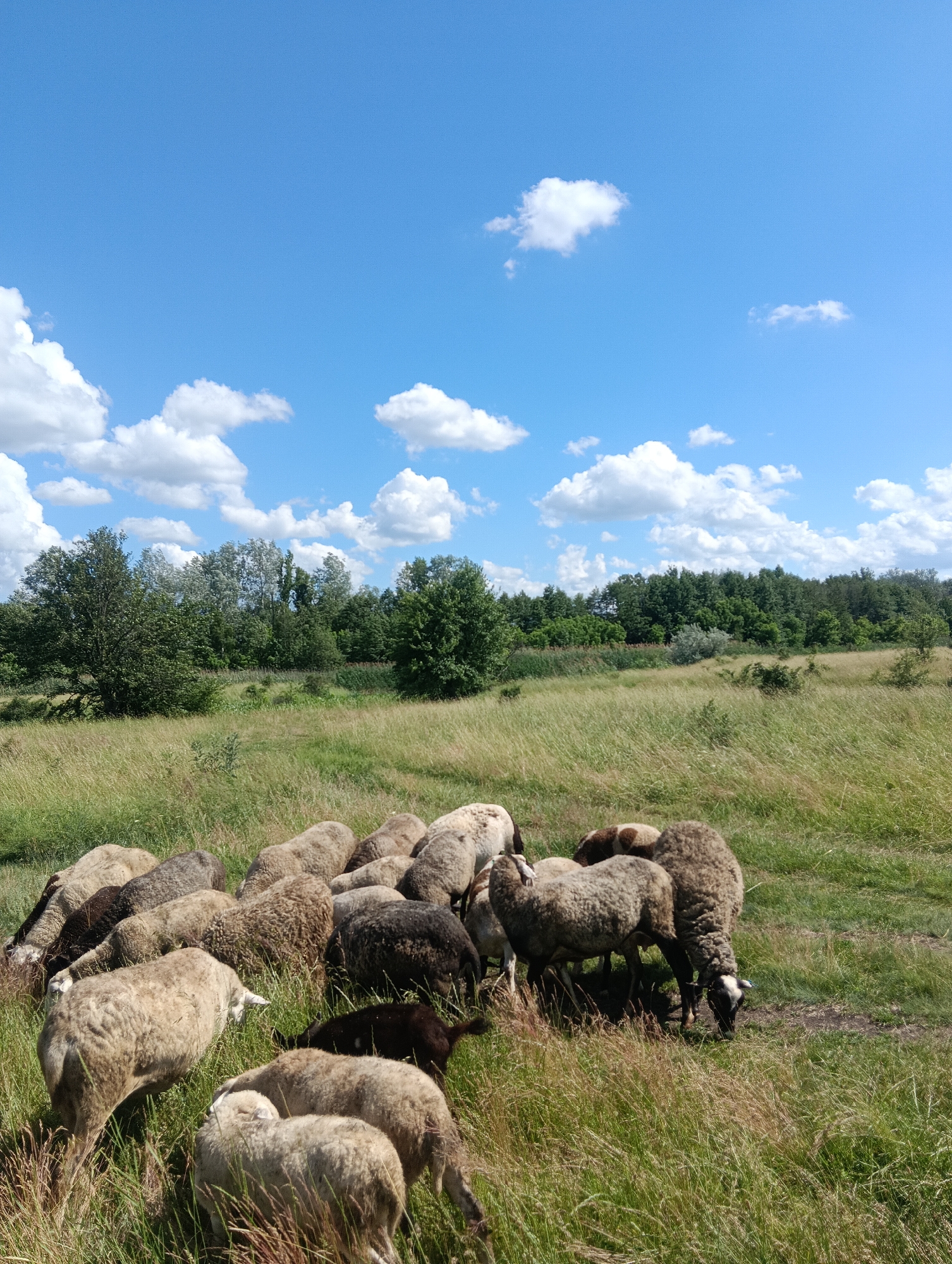 A flock of sheep grazes in a grassy field under a bright blue sky with scattered white clouds. The sheep are mostly light brown and white, with some darker colored individuals. They are spread out across the lower portion of the image, with their heads down grazing. In the background, there is a line of trees, and beyond that, a denser forest. The terrain appears to be gently rolling. The lighting suggests it is daytime, likely midday. The overall scene is peaceful and rural.