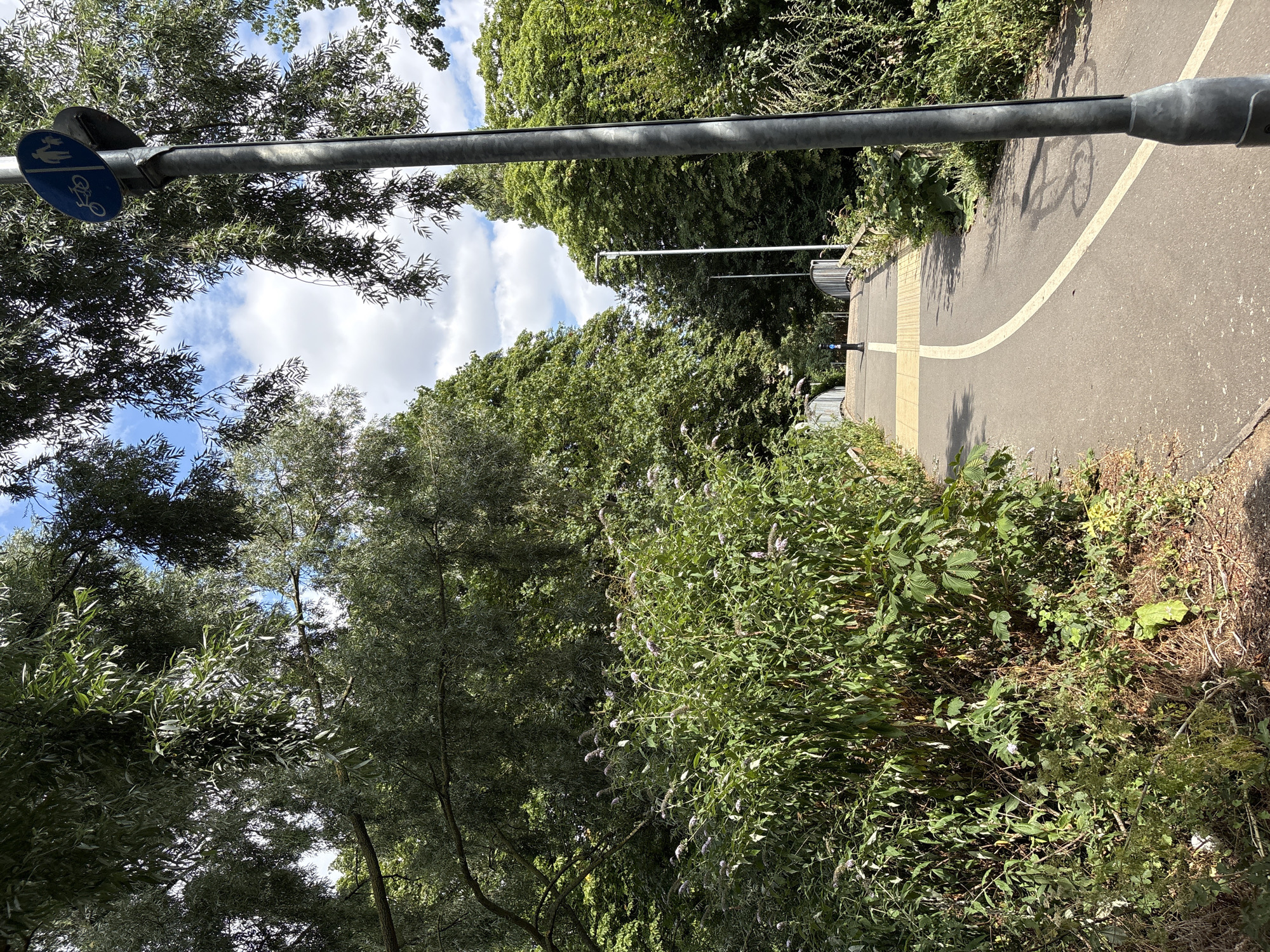 A paved path for cyclists and pedestrians curves through a lush green environment with dense trees and foliage. A grey lamppost with a blue circular sign indicating a shared path for bicycles and pedestrians stands on the right side of the path. The path leads towards a low, arched bridge, beyond which more trees are visible. The sky is blue with scattered white clouds. The scene appears to be in a park or recreational area within the city of Chelmsford, United Kingdom, likely near the River Chelmer.