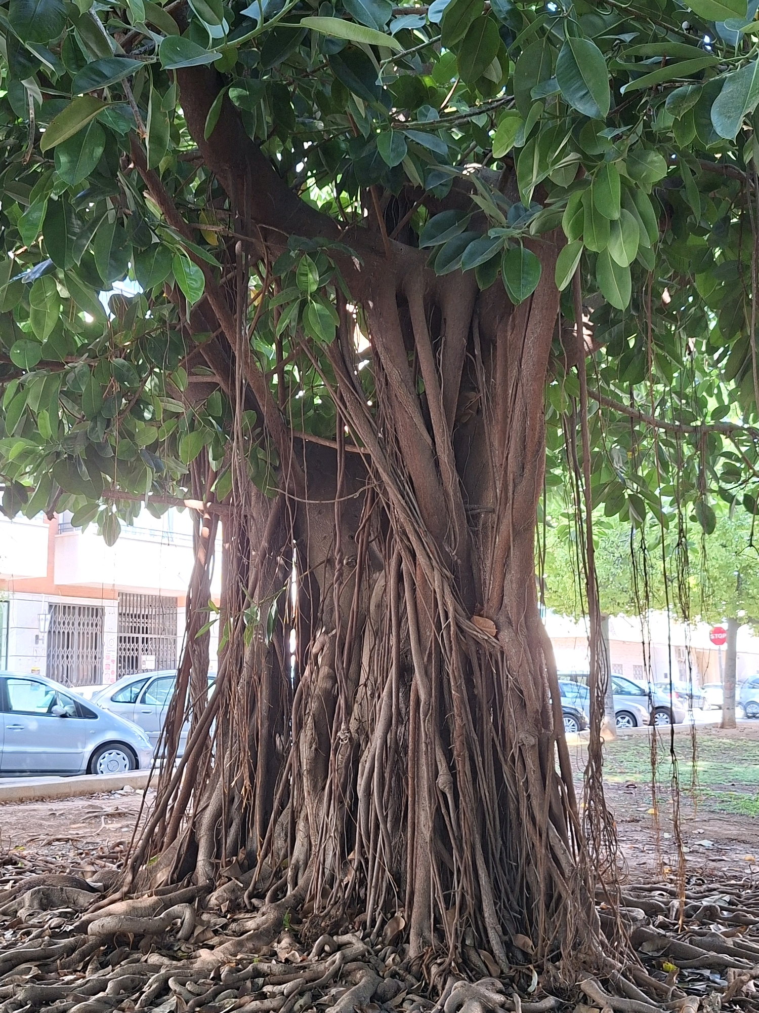 A large banyan tree dominates the foreground of this vertical, medium-distance shot. Its thick, intertwined trunk is supported by a complex network of aerial roots that spread across the ground, covered in fallen leaves. The tree's canopy, full of lush green leaves, extends upwards and outwards, obscuring much of the background.
In the middle ground, behind the tree, there is a paved area with two silver cars parked. One car is a sedan, and the other appears to be an SUV. To the left of the cars, a building with a light-colored facade and barred windows is visible. Further to the right, a green grassy area with more trees can be seen. A red and white stop sign is present in the far right background. The overall environment suggests an urban setting in Torrevieja, Spain, likely a public park or a street with a prominent green space. No people are visible in the image. The lighting indicates it is daytime, with sunlight filtering through the leaves of the tree.