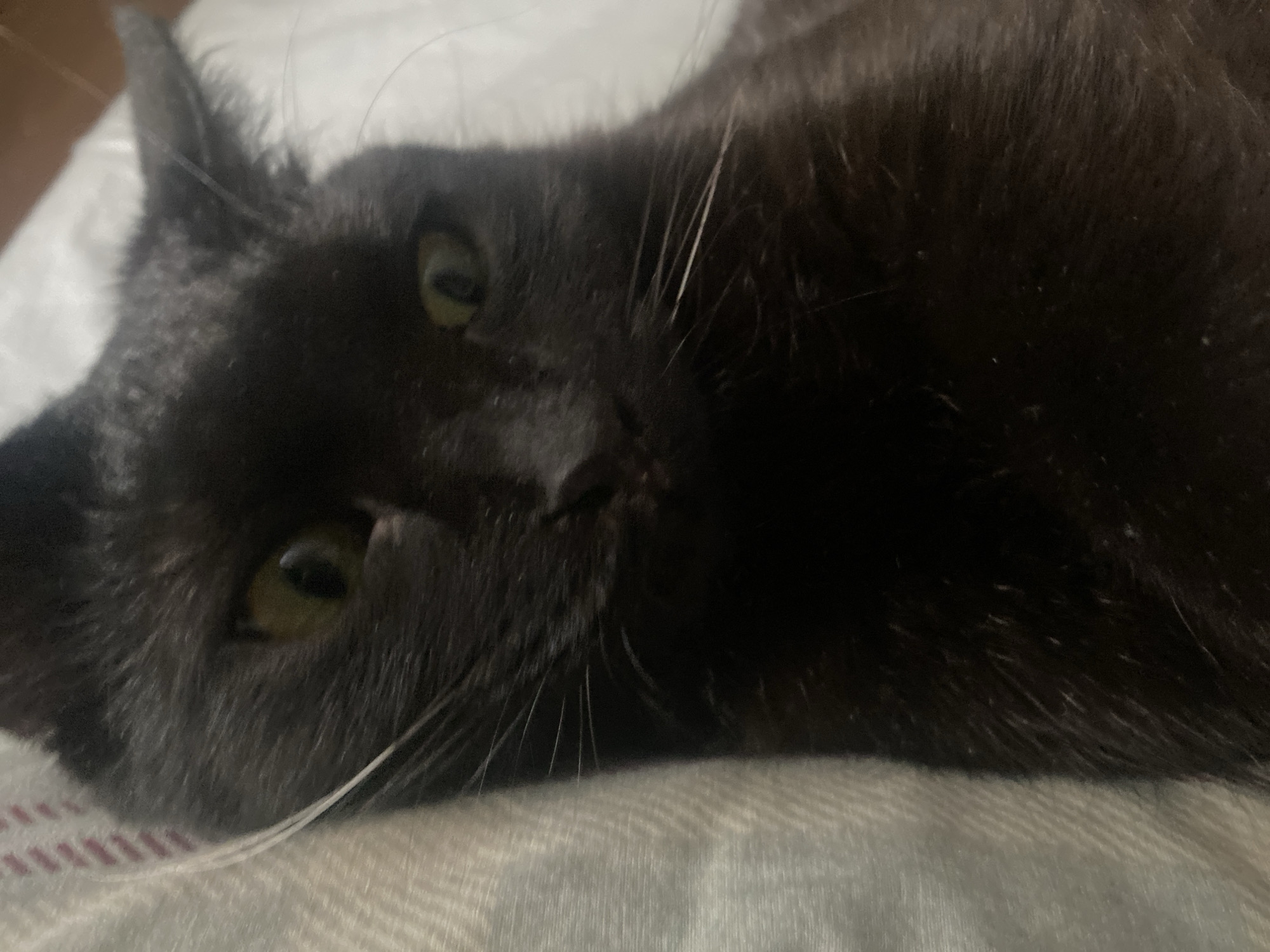 A black cat is lying down on a gray surface. The cat's head is slightly tilted to the side, and its eyes are open. The environment is indoors. The location is not identifiable.