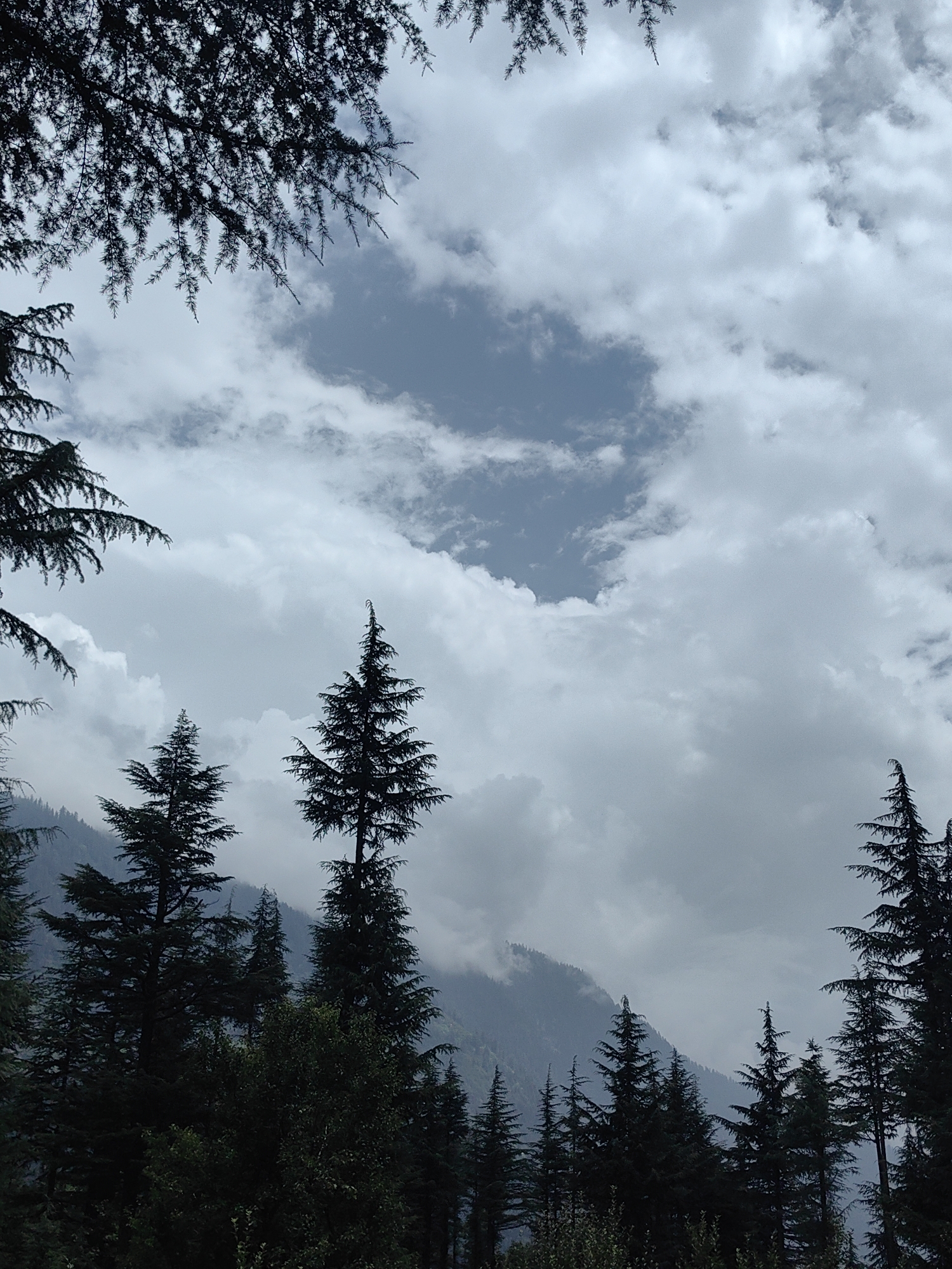 The image depicts a cloudy sky over a dense forest of pine trees in Barheta, India. The foreground is dominated by the dark silhouettes of pine trees, their branches reaching upwards towards the sky. In the background, a mountain range is partially obscured by mist and clouds. The sky is a mix of white and gray clouds, with a small patch of clear blue sky visible in the upper center of the frame. The overall atmosphere is somber and dramatic, with the dark trees contrasting against the bright sky. There are no people or animals visible in the image.