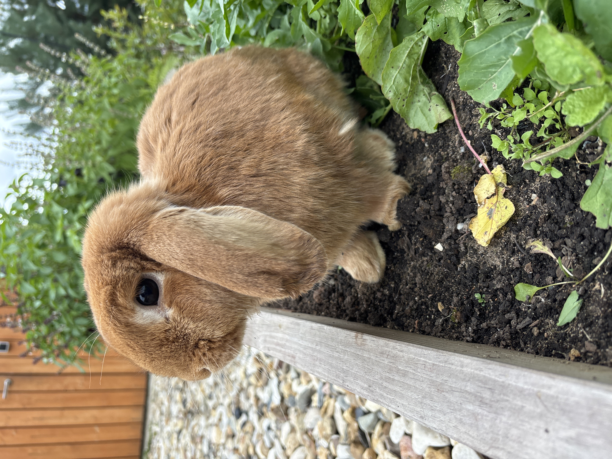 A close-up, eye-level shot shows a small, reddish-brown rabbit with floppy ears. The rabbit is positioned in the center-right of the frame, partially obscured by lush green foliage to its right. Its dark, round eye is visible, along with its whiskers and one front paw resting on dark soil. The rabbit is situated within a raised garden bed, indicated by a weathered wooden plank running along the left edge of the frame. Beyond the wooden plank, scattered grey and white pebbles form the ground surface. In the background, a light-colored wooden fence with a silver handle and a cluster of green plants with purple flowers are visible, against an overcast sky. The scene is outdoors, likely in a garden setting. The location is not specified in Zvenigorod, Russia.