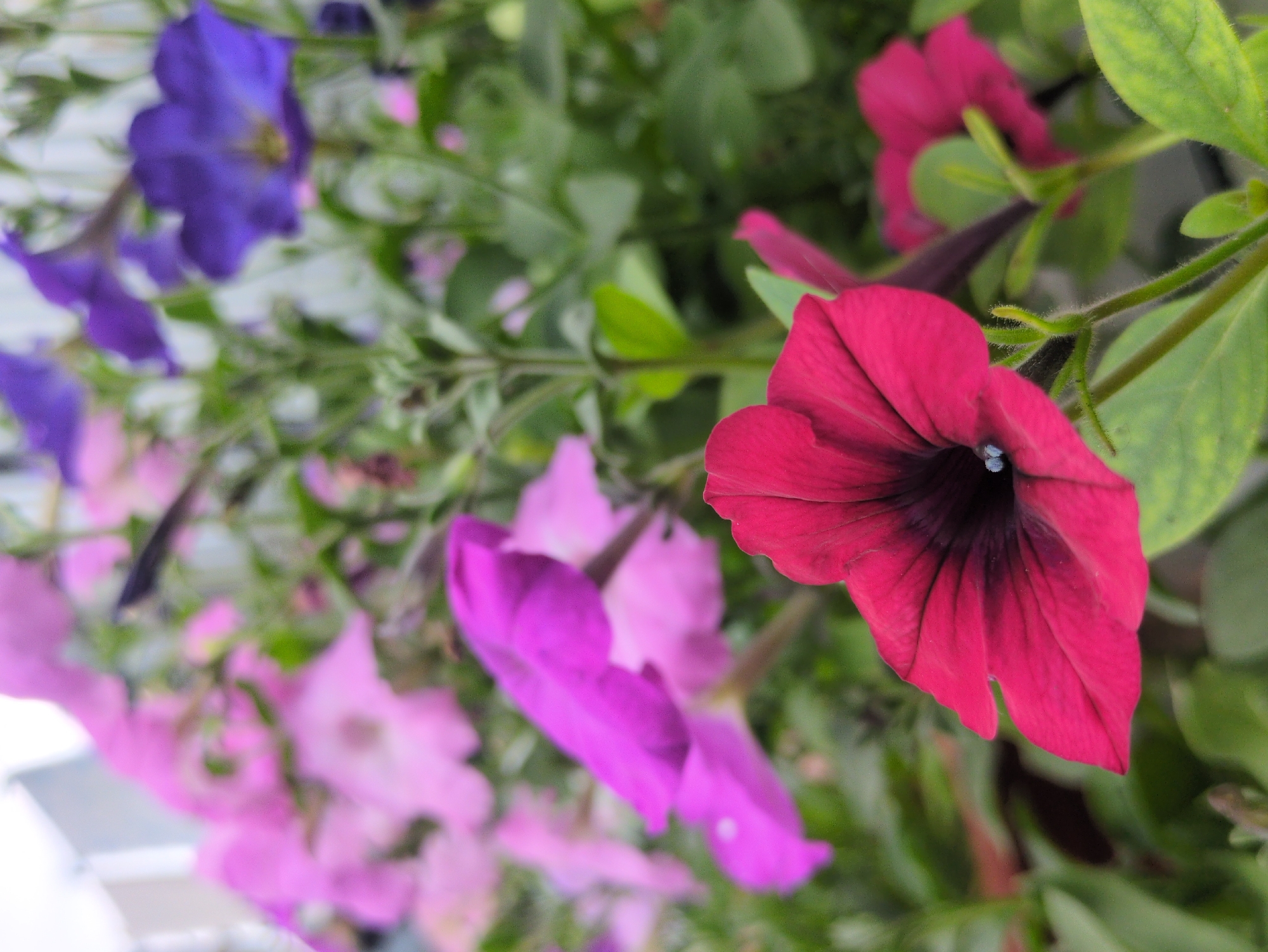 The image depicts a close-up view of several petunia flowers, with a prominent dark pink flower in the foreground. The petunias are arranged in a cluster, showcasing a variety of colors including shades of pink, purple, and dark red. The background is a blur of green foliage and other flowers, suggesting a garden or floral display. The lighting appears to be natural, indicating an outdoor setting. The image's resolution and detail level are moderate, with some softness, particularly in the background. The overall impression is one of a vibrant floral arrangement. There is no visible information within the image that would allow for the identification of a specific location in Kulebaki, Russia.