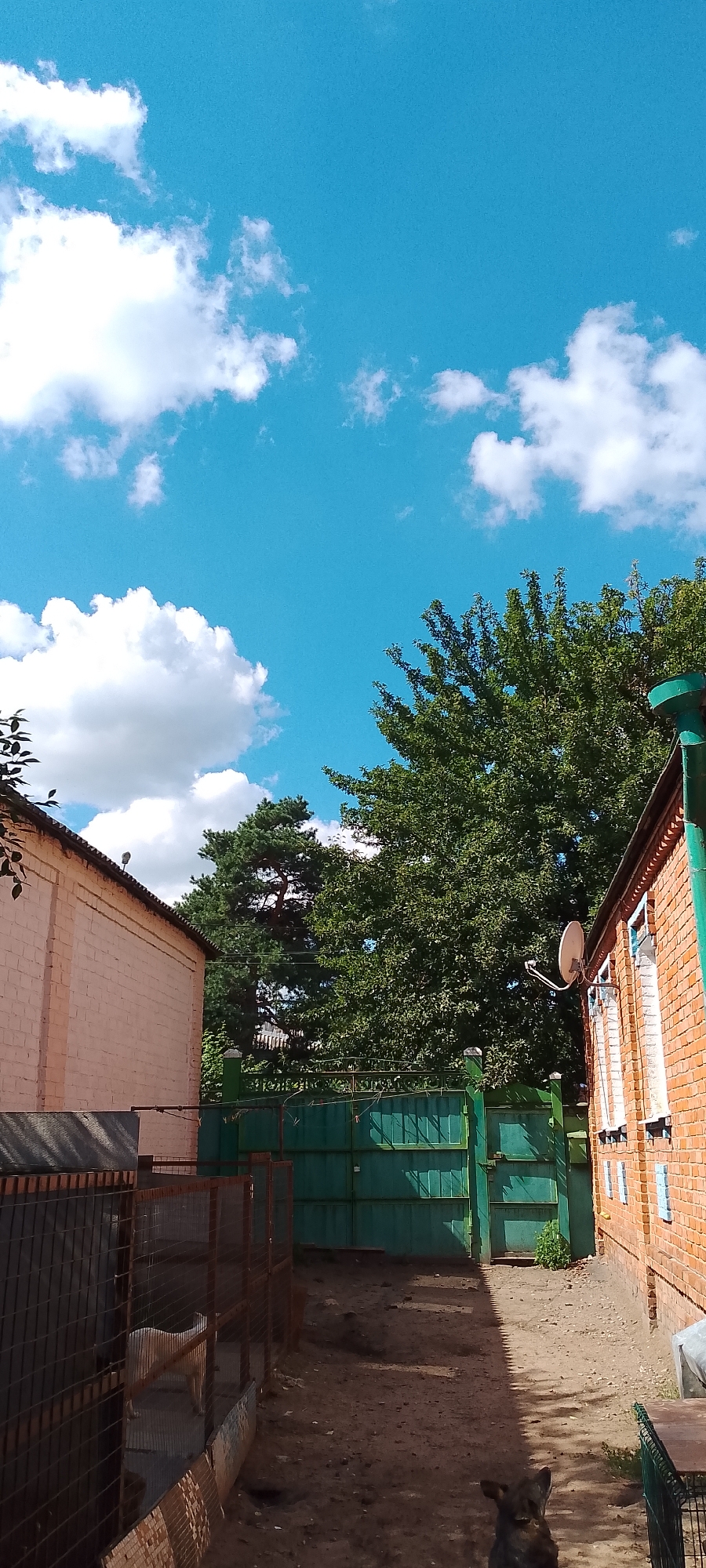 The image depicts a courtyard scene in Belgorod, Russia, under a bright blue sky with scattered white clouds. On the left, a pale pink brick building with a dark roof runs along the edge of the frame. Adjacent to it is a fenced-in area with a metal mesh. Inside this enclosure, a light-colored dog stands on a concrete surface. To the right of the pink building, a dark green metal gate stands closed. Further to the right, a red brick building with white-trimmed windows is visible. A satellite dish is mounted on the wall of the red brick building. Mature green trees form a dense canopy in the background, obscuring the view beyond. The ground of the courtyard is composed of dirt and gravel, with a sharp shadow line cast across it from the right. In the foreground, at the bottom right, the rear view of a dark-colored dog is visible.