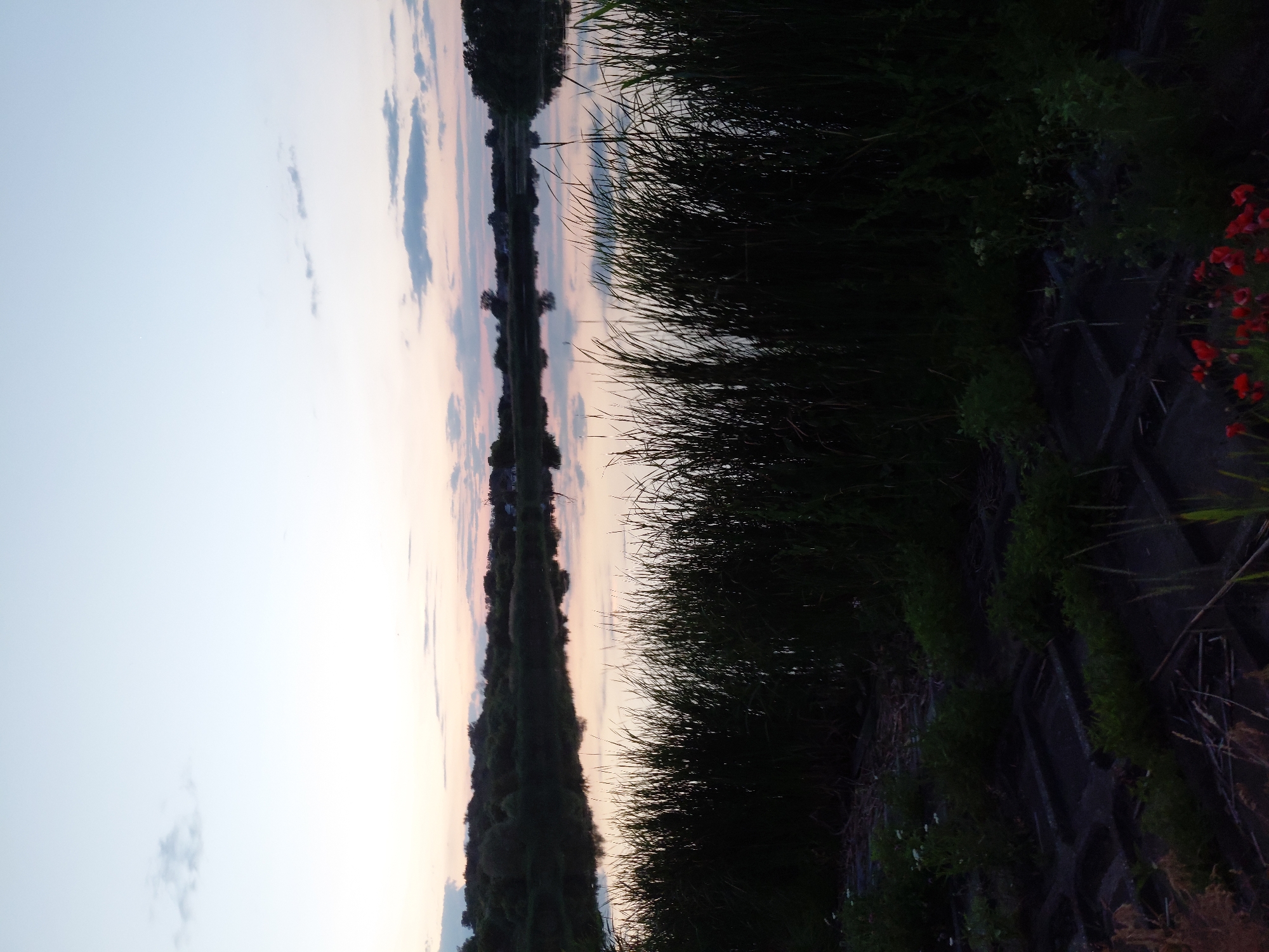 This is a vertical, eye-level, full shot of a calm lake at dusk, bordered by tall reeds in the foreground. The sky is a soft gradient of pale blue and pink, with scattered wispy clouds. The water reflects the sky and the silhouetted treeline across the lake, creating a mirror image. The foreground is dominated by dark, shadowy reeds. The lower portion of the image shows a rocky, uneven embankment with sparse green vegetation and some concrete structures. A few red flowers are visible in the bottom right corner. The scene is serene and natural, indicative of a rural or natural setting outside of a densely populated urban area. The description is not specific to Ustyvytsia, Ukraine, as the image itself does not contain any identifiable landmarks or features that would indicate this specific location.