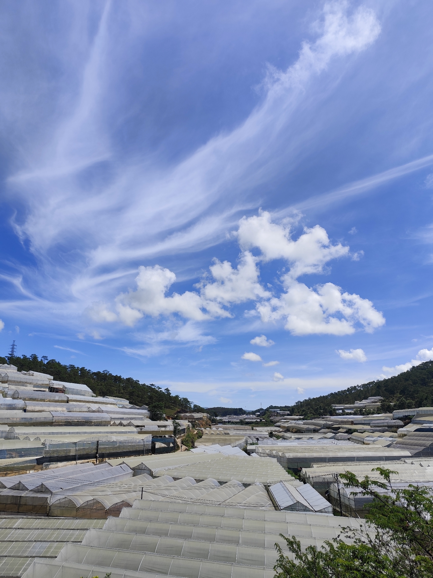 The image shows a landscape in the Lâm Viên region near Đà Lạt, Vietnam, dominated by agricultural greenhouses covering a valley floor and ascending the hillsides. The greenhouses are mostly white or light gray in color, with arched roofs. Green trees punctuate the landscape, growing amongst the greenhouses. The sky is blue with high, cirrus clouds and some puffy cumulus clouds.