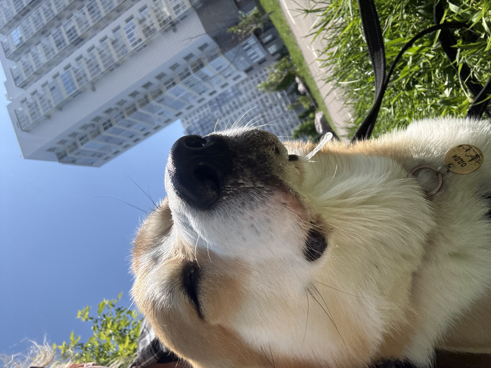 This media file presents a unique, low-angle perspective, primarily featuring the face of a dog looking upwards. The main subject is a dog, likely a Corgi or a similar breed, with cream, white, and light brown fur, a dark nose, and prominent whiskers. Its snout and chin are in sharp focus, suggesting a close-up shot from directly below its head. A light-colored dog tag with the name "HUZHO" is visible around its neck, resting on its white fur.
In the background, the scene is dominated by a clear, bright blue sky. A large, modern high-rise building, light-colored with numerous windows reflecting the sun, appears inverted due to the camera's unusual angle and the image's orientation. This suggests the photo was taken with the camera pointing straight up, while the image itself might be rotated 90 degrees clockwise, giving the impression that the building is "upside down" relative to the dog's upward gaze. Green grass is visible in the upper right portion of the frame, alongside a black leash, indicating an outdoor setting such as a park or a grassy area next to a building.
The image captures a bright, sunny day, evidenced by the clear sky and strong illumination. The overall scene conveys a relaxed outdoor moment, potentially in an urban or suburban environment like Krasnoyarsk, Russia. The dog appears calm, perhaps resting or observing its surroundings from a unique vantage point.