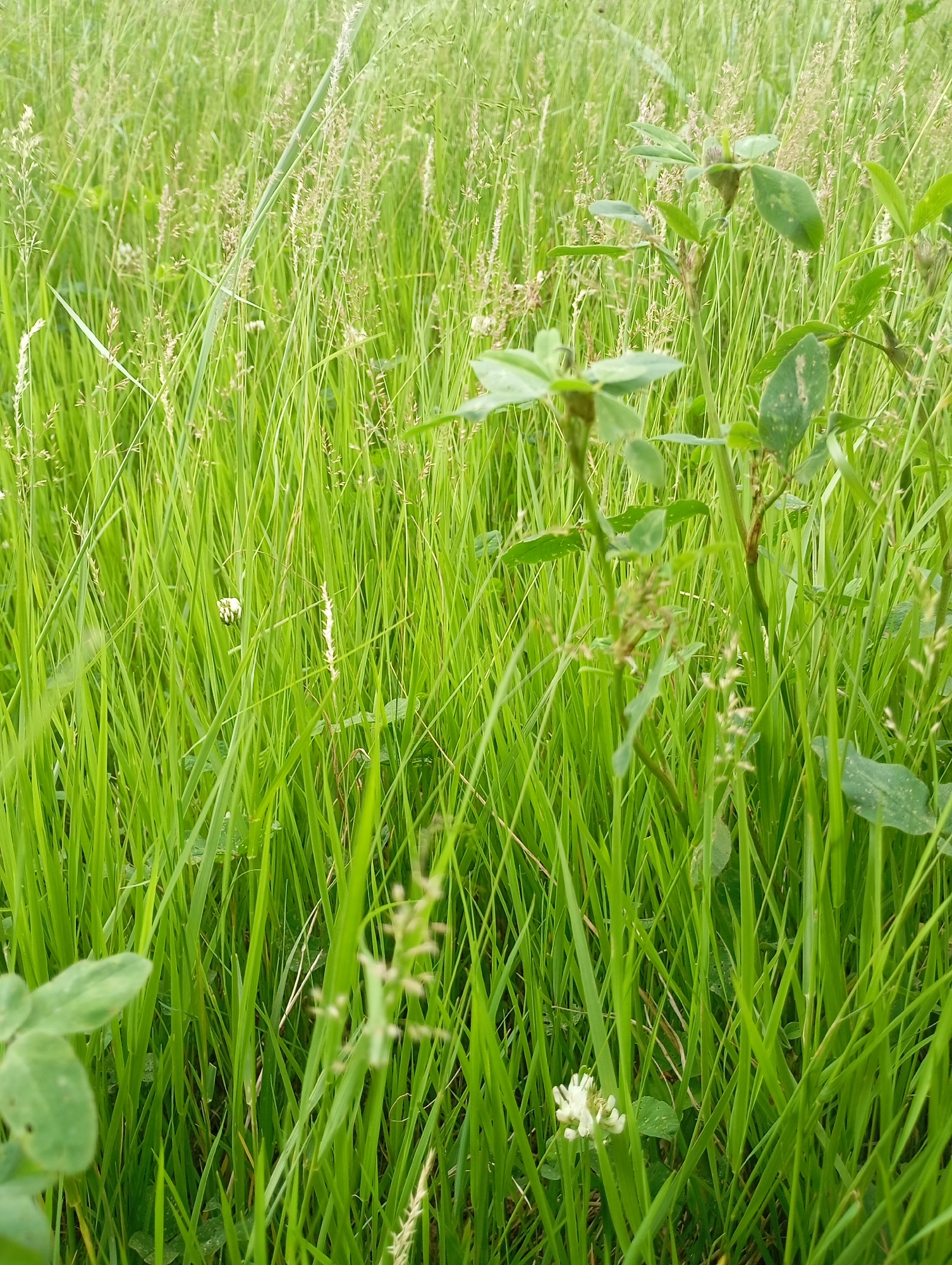 The image depicts a close-up view of dense green grass with some lighter green clover plants and dried seed stalks. A small white clover flower is visible in the lower right quadrant of the image. The scene is natural and appears to be an outdoor environment. There are no people or specific urban features identifiable. The location is Siversky, Russia.