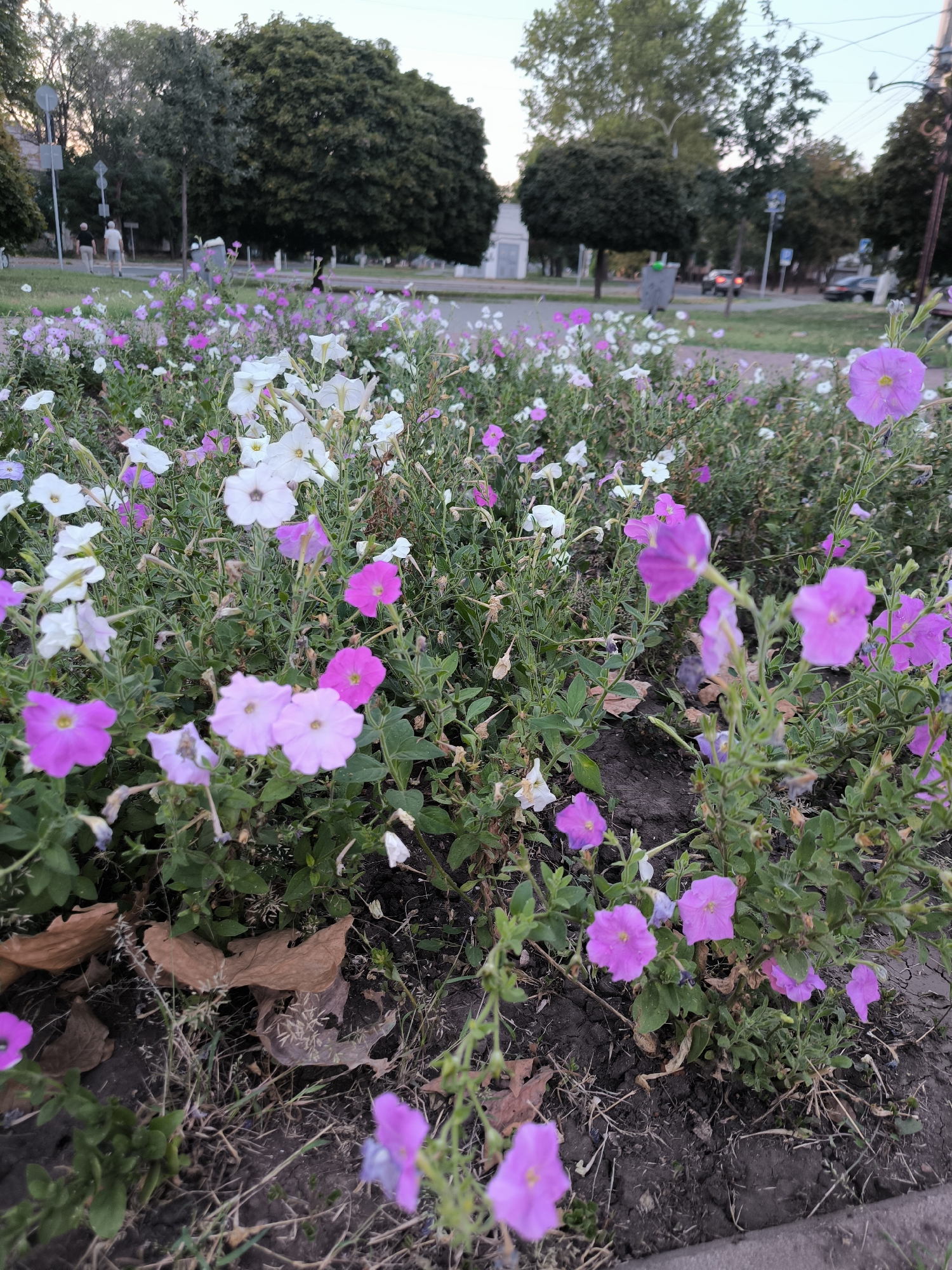 The image shows a close-up view of a flowerbed filled with numerous pink and white petunias. The flowers are in bloom, with some showing signs of wilting. The flowerbed is situated outdoors, likely on a sidewalk or park area, with dark soil and some fallen brown leaves visible at the base of the plants. In the background, blurred figures of people can be seen walking on a pathway, and trees line the edge of the flowerbed. The setting appears to be a public space within the city of Mykolaiv, Ukraine, given the context. The lighting suggests it may be late afternoon or early evening.