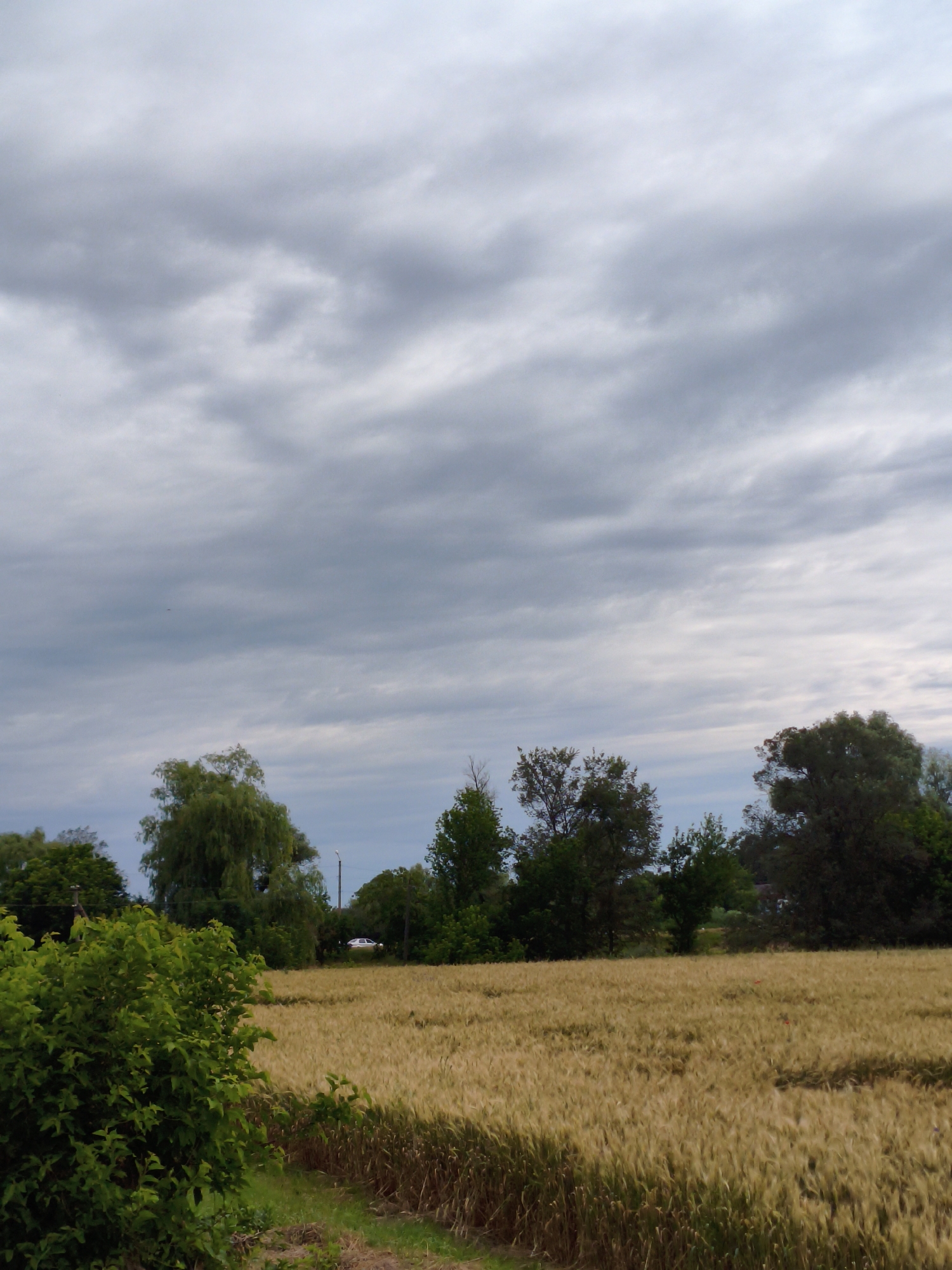 The image depicts a rural landscape under a cloudy sky, likely in Ustyvytsia, Ukraine. In the foreground, a vibrant green bush stands out, partially obscuring a field of golden wheat that stretches towards a line of trees in the background. The trees, varying in size and shade, create a natural barrier against the sky. Among the trees, a car is visible, suggesting human presence and the proximity of a road or dwelling. The sky is overcast with dense, gray clouds, indicating a likelihood of rain or that the weather has recently cleared. The overall impression is one of a peaceful, rustic setting, possibly during the late afternoon or early evening, given the soft lighting. There is no visible text in the image.