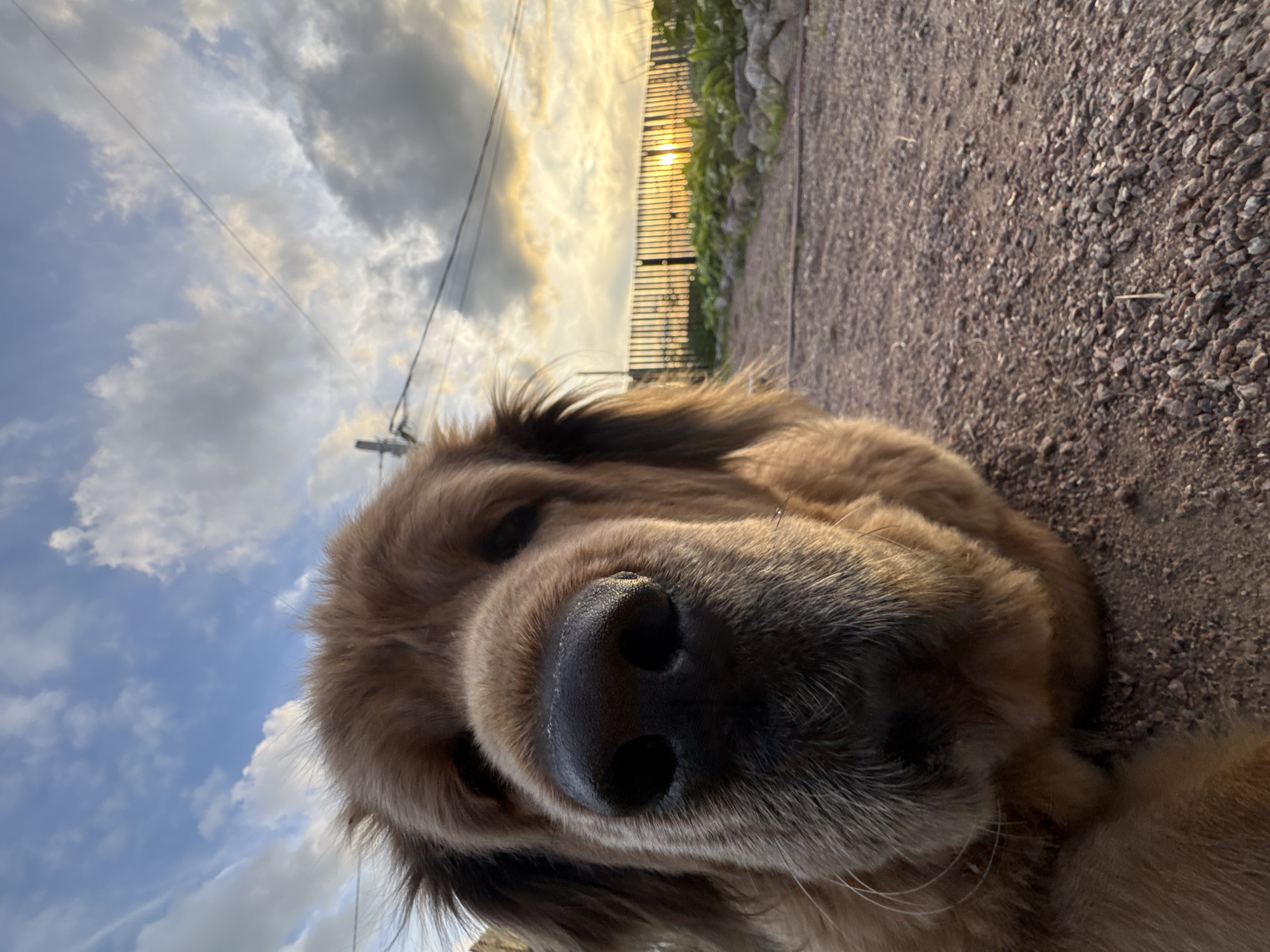 A close-up, low-angle shot features a large, brown dog's face, filling the foreground and left side of the frame. The dog's wet, black nose is prominent, with visible nostrils. Its fur appears shaggy and light brown, with greyish whiskers around its snout. The dog's eyes are partially closed, suggesting relaxation or sleepiness.
In the background, a gravel path stretches away, leading towards a dark, vertical-slatted fence. Beyond the fence, lush green vegetation is visible, with some rocks interspersed. The setting sun casts a warm, golden glow on the horizon, illuminating the sky, which is filled with scattered white and grey clouds. Power lines are visible against the sky. The scene is set outdoors, possibly in a rural or semi-rural area, given the presence of the gravel path, fence, and vegetation. The overall ambiance is peaceful, with the warm sunset contributing to a serene atmosphere. The location is identified as Kempelevo, Russia.