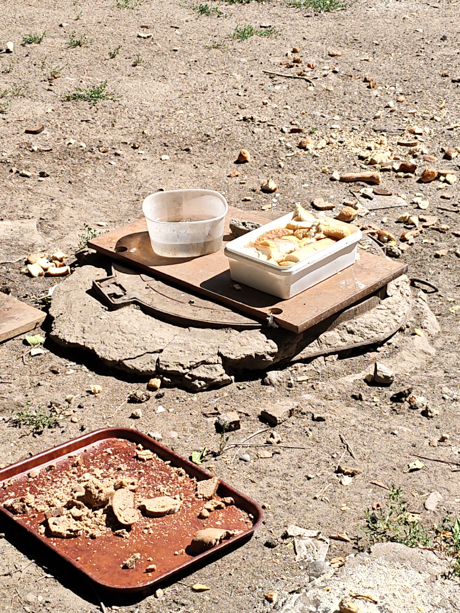 The image shows a ground-level view of an outdoor scene with scattered pieces of bread and some containers. In the foreground, there is a brown plastic tray filled with bread crumbs and broken pieces of bread. In the mid-ground, a circular concrete structure is visible, topped with two metal plates. On the top metal plate, there is a white plastic container filled with slices of bread, and next to it, a clear plastic cup containing a small amount of liquid. The ground surrounding these objects is dry and dusty, with patches of sparse green vegetation. Scattered across the ground are more pieces of bread and small stones. The overall impression is a setup for feeding animals or birds, possibly in a park or an abandoned area within the city of Rostov-on-Don, Russia. The lighting suggests it is daytime, with harsh shadows indicating a bright sun. No people are visible in the image.