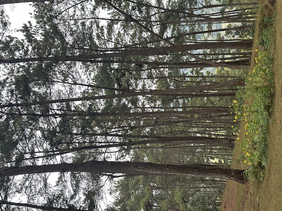 A landscape featuring a dense forest of tall, slender trees reaching towards a cloudy sky. Their trunks are dark and bare, while the upper branches are covered with green foliage. On the right side of the frame, a grassy area slopes downwards, dotted with small yellow wildflowers. The perspective creates a sense of depth, drawing the eye into the forest interior.