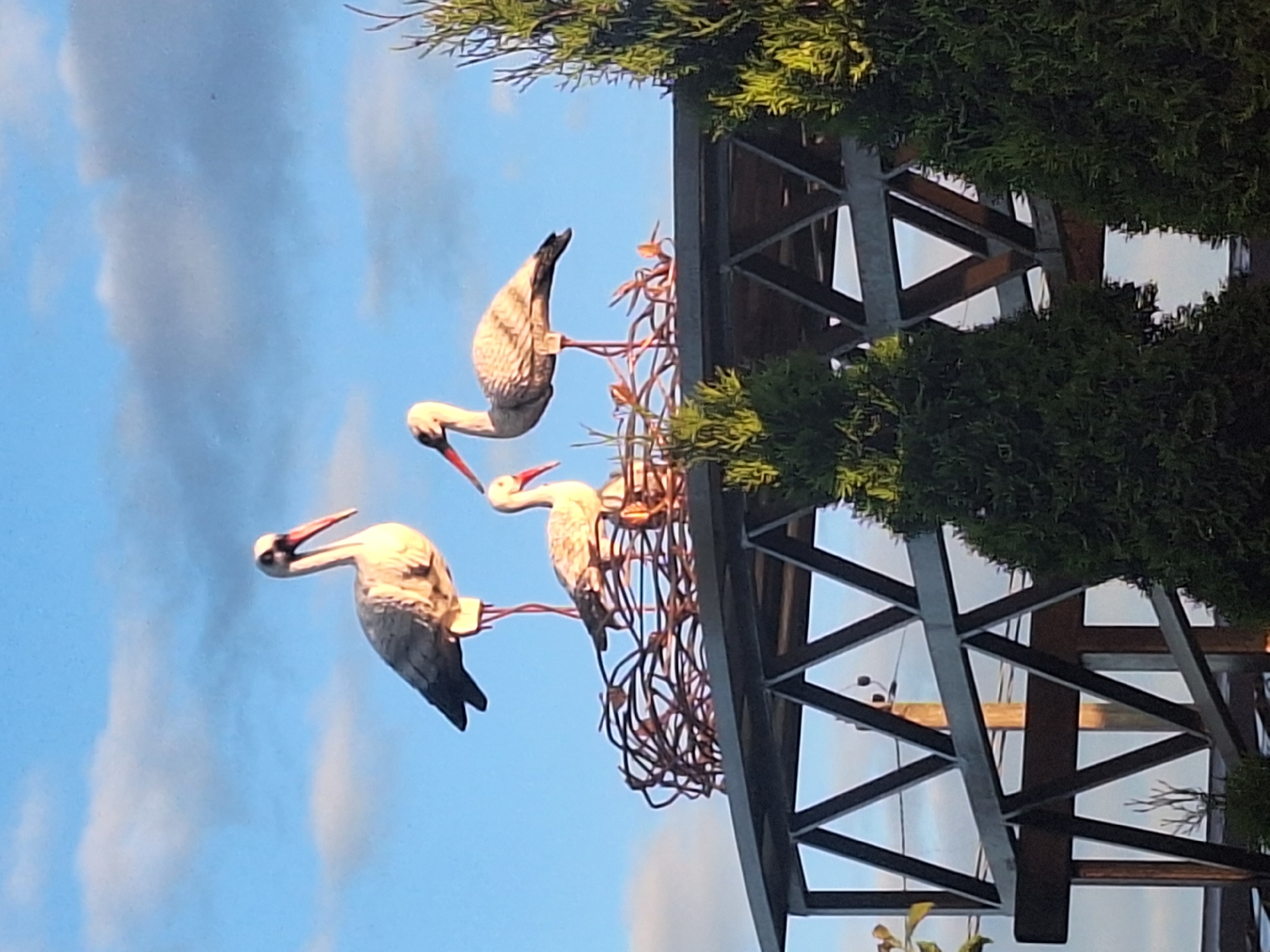 The image captures a close-up, eye-level view of a stork nest sculpture, situated atop a metal structure, set against a backdrop of a bright blue sky with scattered white clouds. The nest itself appears to be constructed from intertwined branches and twigs, with three stork figures perched within and around it. One large stork stands prominently on the left, facing right with its head tilted down. To its right and slightly lower, another stork stands, facing left with its beak pointed. A third, smaller stork is nestled in the center of the nest, facing left. The storks are depicted in a realistic style, with detailed feathers and characteristic long beaks. The metal structure supporting the nest is a geometric lattice of beams. The foreground is partially obscured by the lush green foliage of two evergreen trees on the right and a hint of greenery on the left, suggesting an outdoor, possibly garden or park-like setting. The lighting indicates it might be late afternoon or early morning, with the sun casting a warm glow on the sculptures. The image was taken in the Капыльскі сельскі Савет, Belarus.