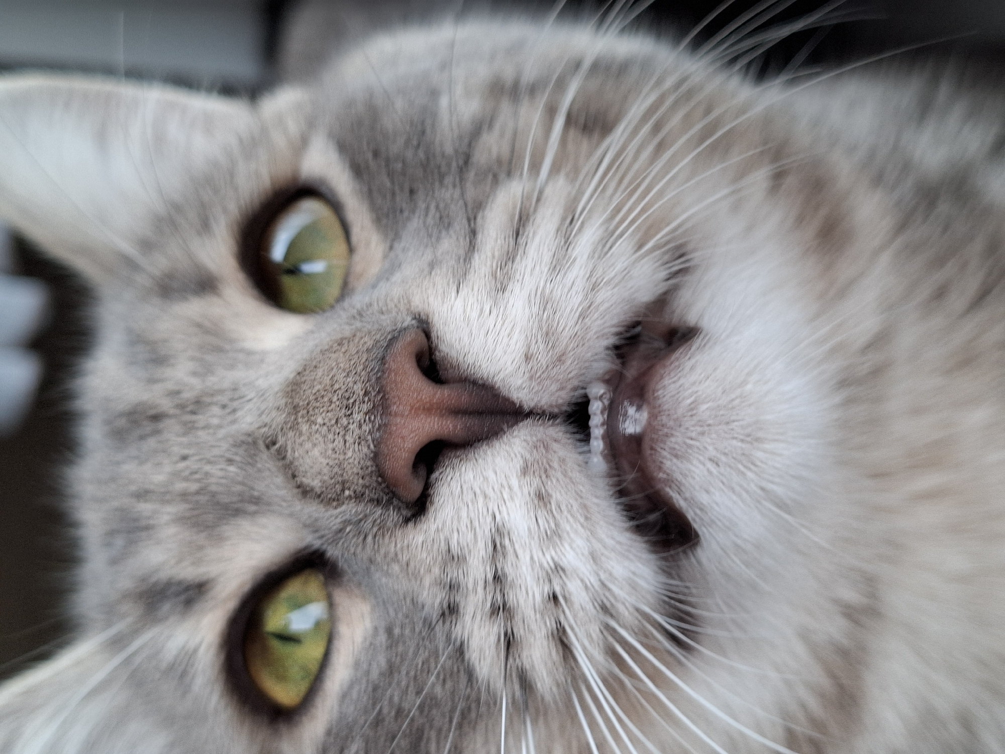 A close-up, eye-level portrait captures the face of a light gray or silver tabby cat. The cat's head is tilted, giving the impression it is looking playfully or curiously upwards, possibly while lying on its back. Its large, bright green eyes are prominent, reflecting a light source. The right eye (on the left side of the image) appears slightly more dilated than the left.
The cat's pinkish-brown nose is central to the image. Its mouth is slightly agape, revealing its small, white front teeth (incisors) in a seemingly playful or "smiling" expression. Long, white whiskers fan out widely from its muzzle. The fur on its face is short and dense, displaying subtle tabby markings.
The background is completely out of focus, appearing as a blurry dark gray or black area, suggesting a shallow depth of field and drawing full attention to the cat's face. The lighting is bright and direct, illuminating the cat's features clearly. There are no visible objects, other people, or identifiable location cues within the image itself. No text is visible.
