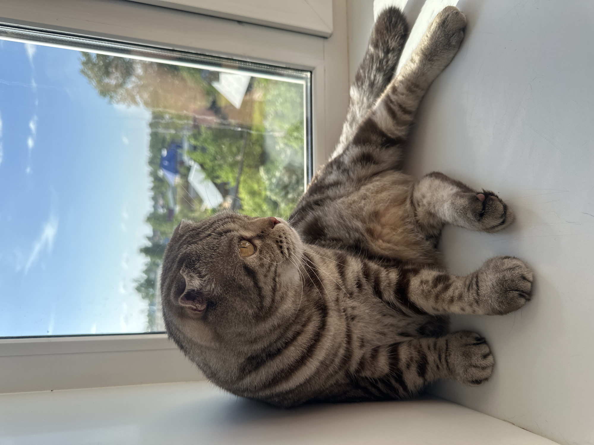 A gray tabby cat is lying on its side on a white windowsill. The cat's head is oriented to the left, and it is looking upwards towards the window. The cat's body is curled slightly, and its legs are extended. The cat is positioned indoors.
Behind the cat, a window offers a view of the outside. The view consists of trees, and buildings under a bright blue sky.
