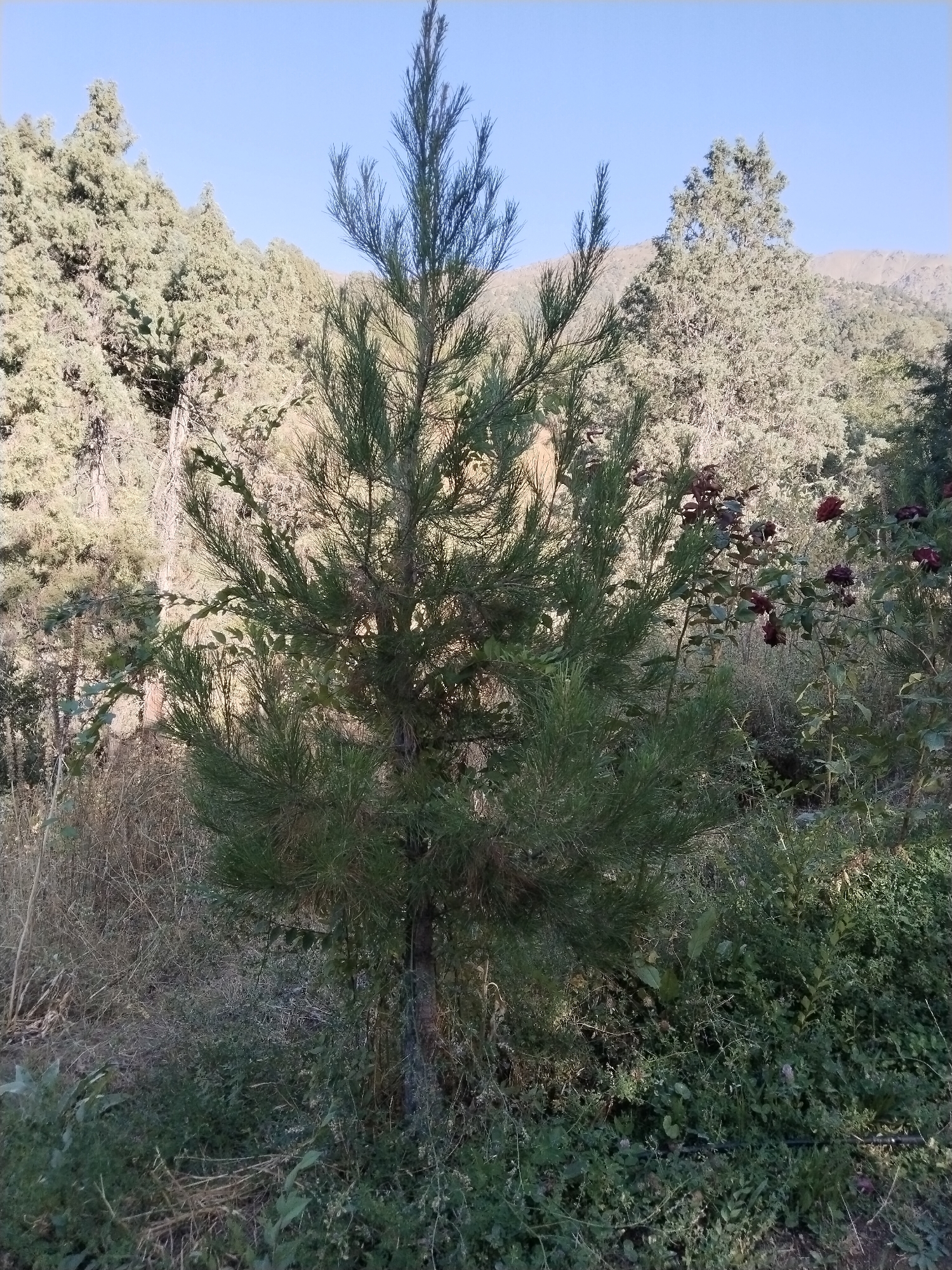 The image depicts a young pine tree in the foreground, surrounded by dry grass and low-lying green foliage. In the background, there are more trees, some appearing to be coniferous, on a hillside. The sky is clear and blue. Dark red roses are visible on a bush to the right of the pine tree. The scene appears to be an outdoor environment in a rural or mountainous area. There are no people or specific landmarks indicating the city of Akata, Uzbekistan, within the image.