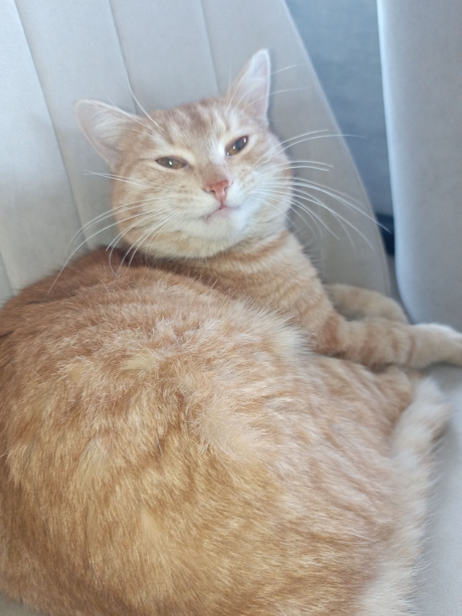 A medium-shot photograph depicts an orange tabby cat lying on a light gray, vertically-pleated surface, possibly a car seat. The cat's head is angled slightly to the right, with its eyes partially closed as if squinting or relaxed. The cat has white whiskers and a pink nose. The cat is fully furred. The location is not identifiable as Noviy, Russia, or any other specific place from the visual information available in the image.