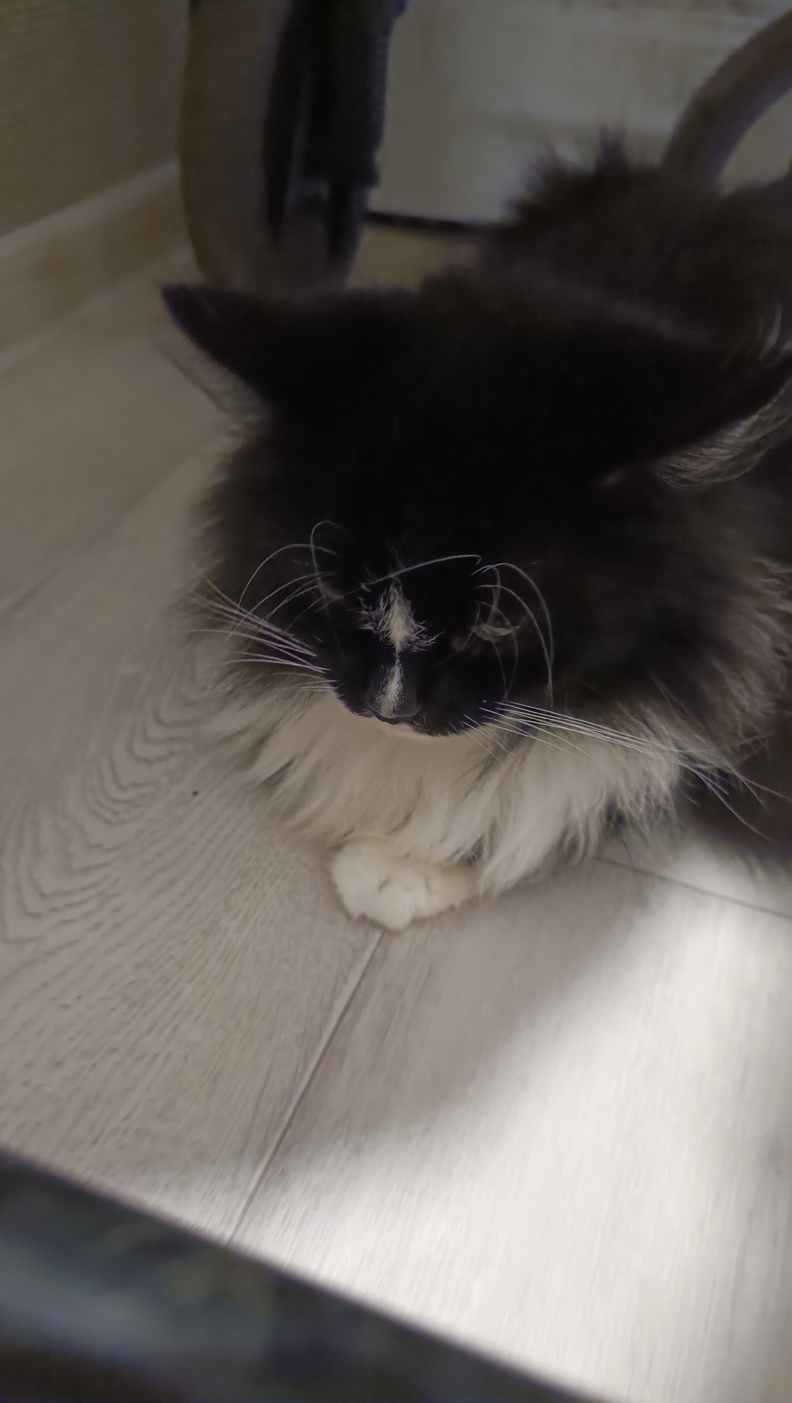 A medium shot captures a black and white long-haired cat lying down on a light-colored wooden floor. The cat is positioned in the center of the frame, facing downwards and slightly to the left. Its fur is predominantly black on its head and upper body, transitioning to white on its chest and front paws. The cat's whiskers are long and white, fanning out from its muzzle. A patch of white fur is visible on its forehead. The floor appears to be made of planks with a visible grain pattern, and there is a shadow cast across it from the right side of the image, suggesting a light source from that direction. In the blurred background, a dark, cylindrical object, possibly part of a piece of furniture or equipment, is visible on the left. The scene is devoid of human presence. The location within Chaikovsky, Russia, cannot be determined from the provided image.