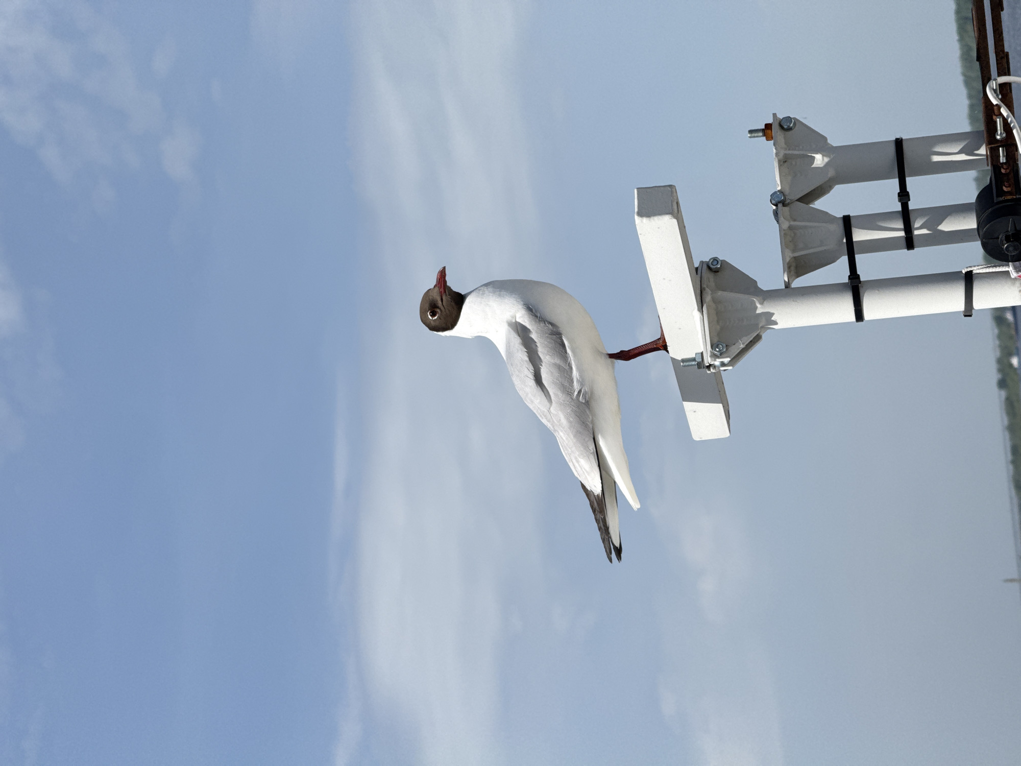 A black-headed gull is perched on a white metal structure against a background of blue sky with some clouds. The structure appears to be a support for some kind of antenna or communication device. The photograph's perspective is angled upwards towards the sky. The location is most likely in Nizhny Novgorod, Russia.