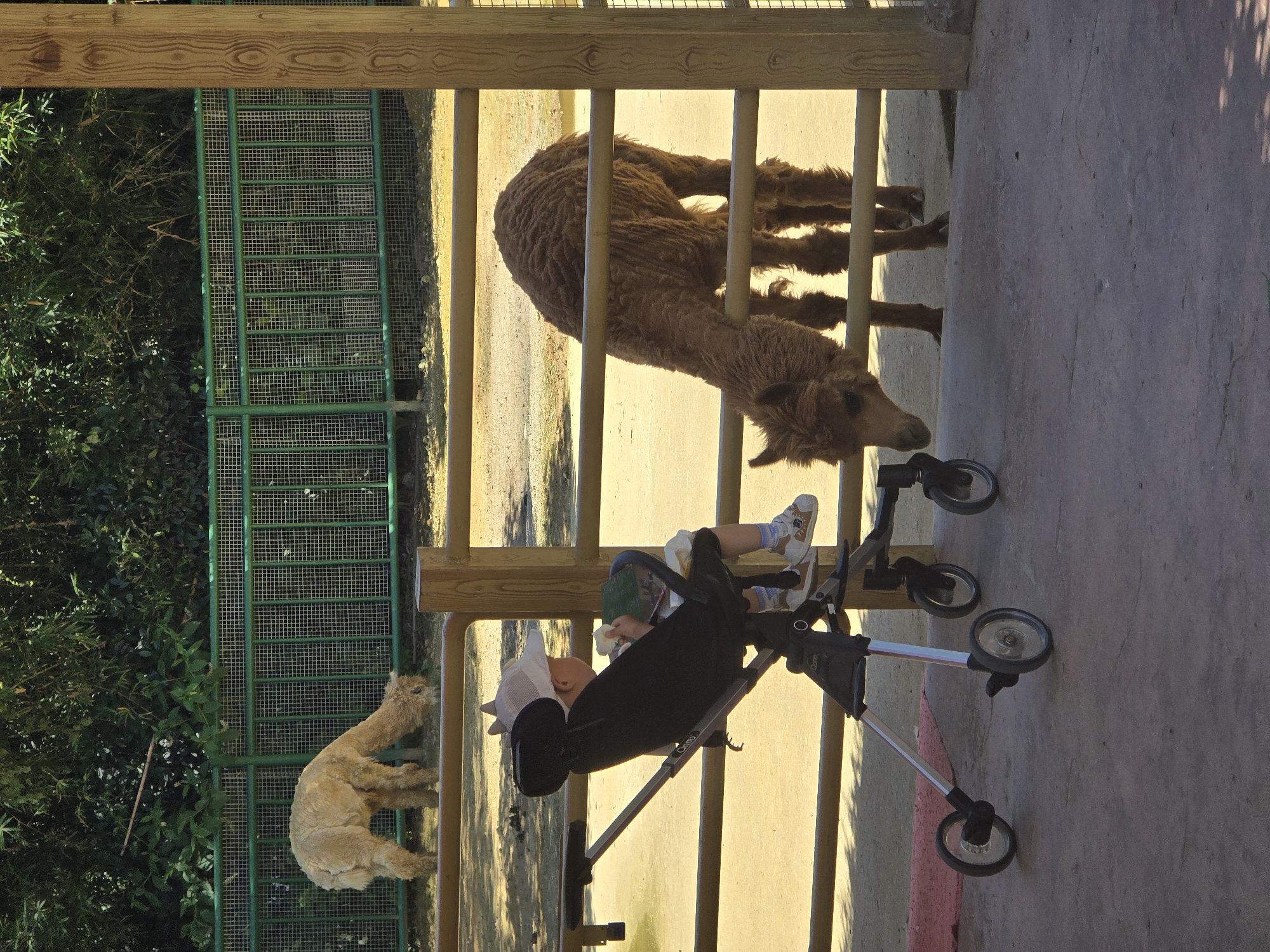 In an outdoor enclosure, a young child sits in a black stroller, wearing a light-colored hat and white and brown sneakers. The child is holding and eating a piece of food. To the right, a brown alpaca is leaning its head and neck through a wooden fence, appearing to interact with the child. In the background, a lighter-colored alpaca is visible behind a green metal fence, with lush green foliage forming the backdrop. The ground within the enclosure is a mix of dirt and sand, with a concrete pathway in the foreground where the stroller is positioned. The overall scene suggests a visit to a zoo or animal park.