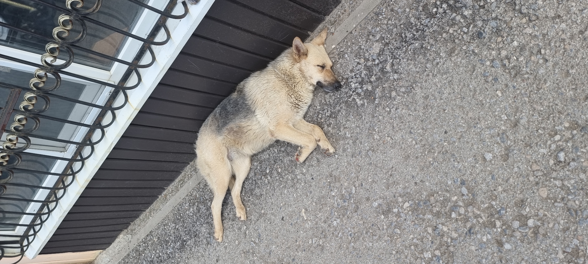A light-colored dog with a dark patch of fur on its back is sleeping on a gray asphalt surface near a building. The building has a dark brown vertical siding and a white window sill with black decorative bars. The dog is lying on its side with its legs tucked in and its head resting on the ground. The environment appears to be outdoors in an urban setting. The image is taken from a slightly elevated angle.