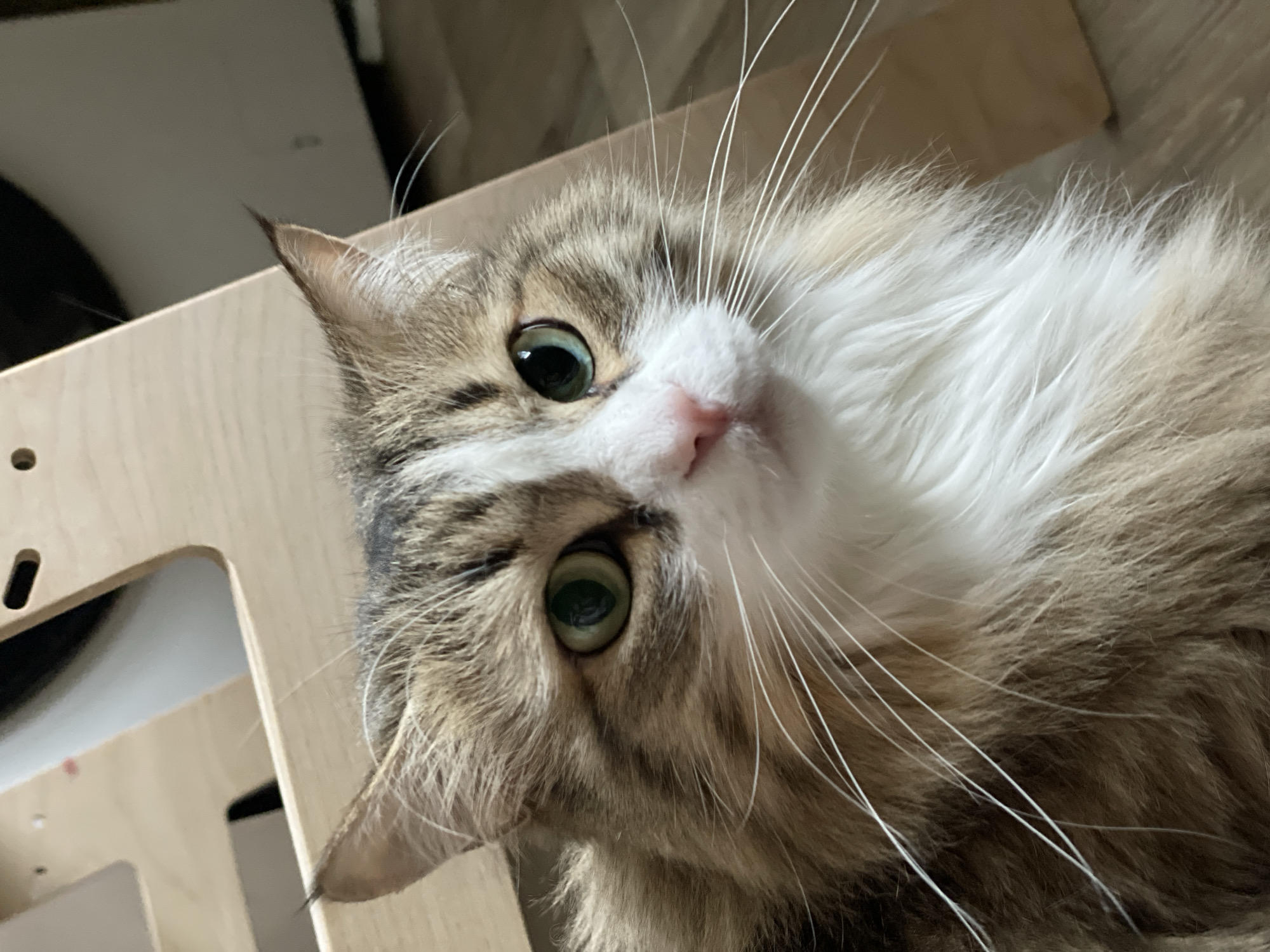 A close-up, tilted shot depicts a fluffy, long-haired cat with green eyes and a pink nose. The cat has a combination of brown and white fur, with long white whiskers. It is positioned on or near a light wooden structure. The background is blurry, suggesting an interior setting. There is no indication of Izhevsk, Russia, or any city visible in the image.