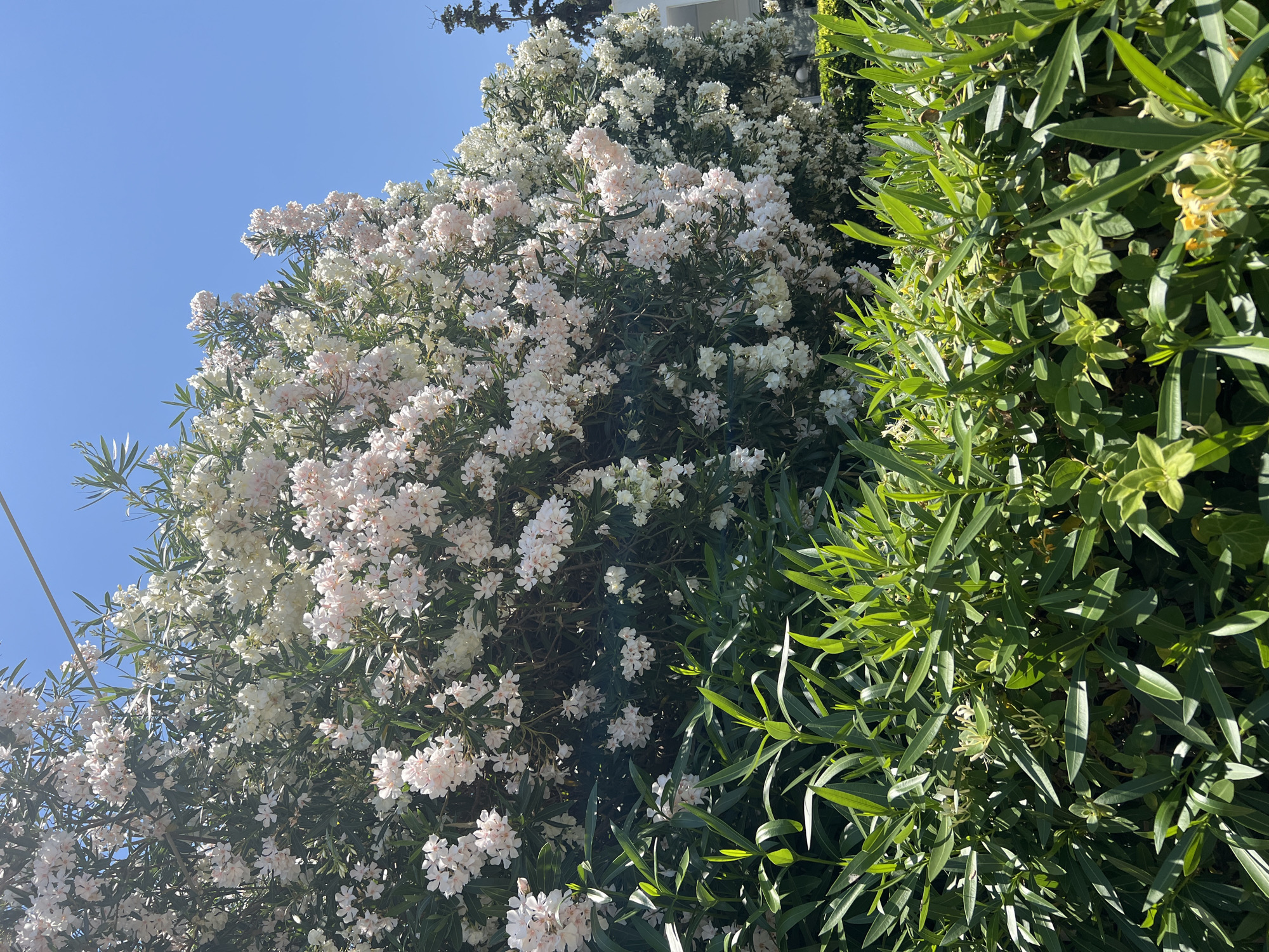 The image depicts a dense shrubbery with abundant pale pink and white oleander flowers in full bloom, set against a clear blue sky. In the foreground, lush green leaves and stems of a lower-lying bush are visible, some with hints of yellow flowers. The overall scene suggests a warm, sunny day in an outdoor setting. While the specific location in Kassandra Municipal Unit, Greece is not visually discernible from the image itself, the vegetation and clear sky are consistent with a Mediterranean climate often found in that region. There are no people or animals present in the frame.