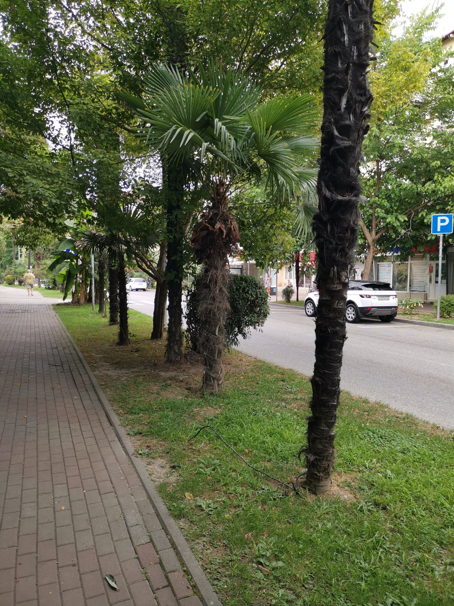 The image depicts a street scene in Sochi, Russia, characterized by a paved sidewalk on the left and a road with parked vehicles on the right. A person in a light-colored shirt and pants is walking away from the camera on the sidewalk, which is lined with palm trees. Several other palm trees are also visible along the roadside, interspersed with lush green grass and other foliage. A white SUV is parked on the right side of the road, with a blue parking sign visible in the background. The overall environment suggests a warm, possibly subtropical climate, consistent with Sochi's location on the Black Sea coast. The trees are a prominent feature, contributing to the visual texture of the scene.