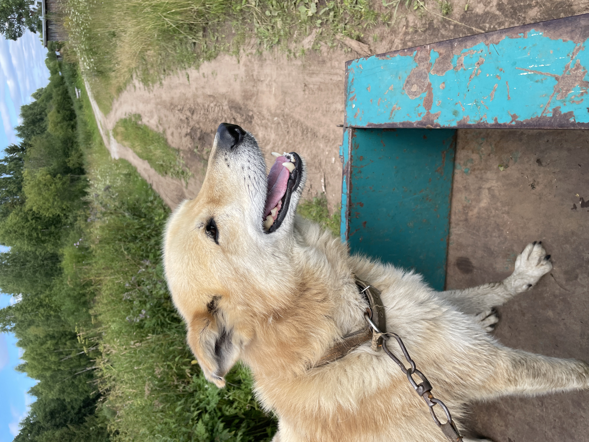 A light-colored dog with a brown collar and chain stands in a turquoise trailer. The dog's mouth is open, showing its tongue and teeth. The trailer is positioned on a dirt road that curves into the distance. The road is flanked by tall green grass and trees. In the background, a small wooden building is visible on the right side of the road. The sky is blue with scattered clouds. The scene appears to be in a rural area, likely in Дресвяново, Russia, given the presence of the wooden building and the overall rustic setting.