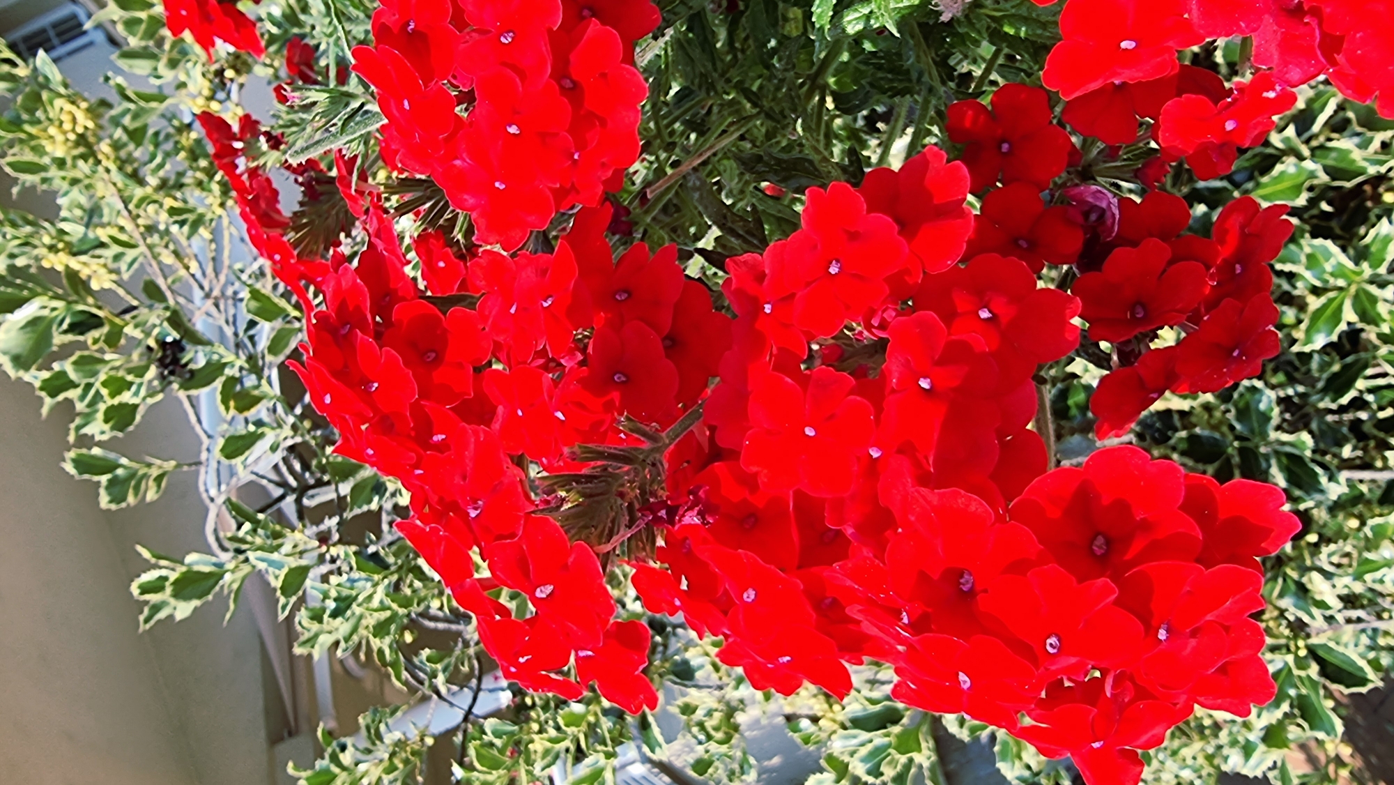 A close-up, eye-level shot captures a cluster of vibrant red flowers in full bloom, likely verbena. The petals are a rich, saturated red with tiny white speckles, and each flower has five delicate petals. The blooms are densely packed together, forming a lively cascade. Behind the red flowers, variegated green and white leaves create a soft, blurred background. The overall impression is one of lush, natural beauty. While the image itself does not explicitly indicate a location in La Canya, Spain, the vibrant flora and sunny lighting suggest a Mediterranean climate, consistent with the region.